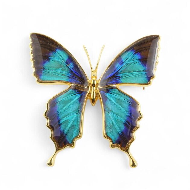 Psyche/現品] [zps025g-gr]本物の蝶の翅 アゲハ蝶 ブローチ兼
