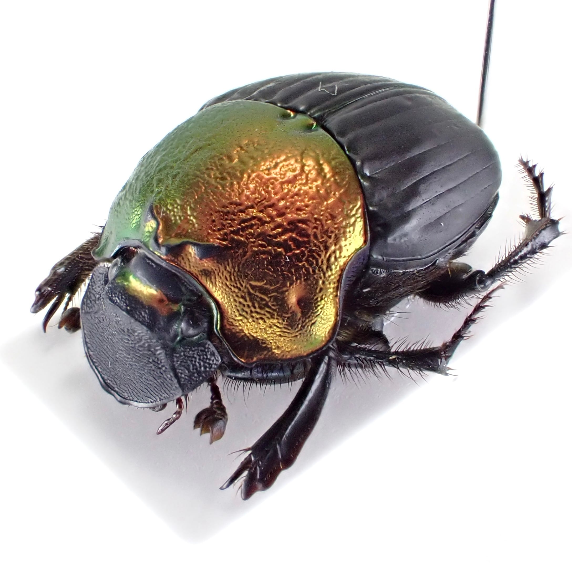 ロシア産水生昆虫32mm33mm