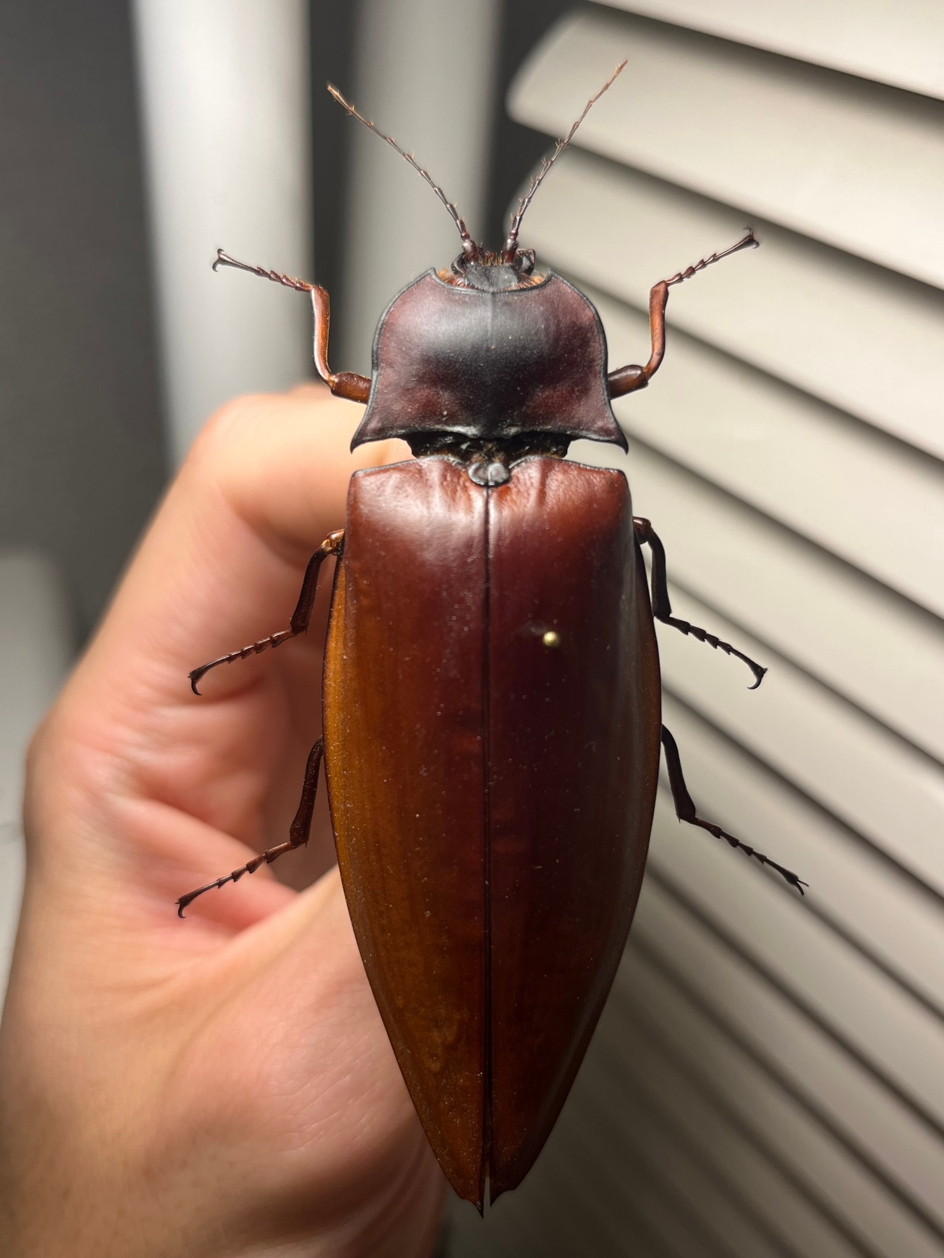 14mm♂】クワガタモドキゴミムシダマシ Calognathus昆虫標本 14mm