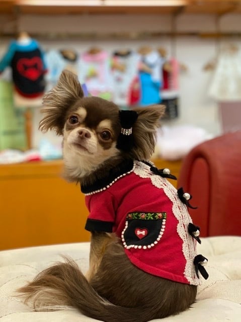 フィフィ＆ロメオ カシミヤニット＆ボレロ Mサイズ フィフィアンド