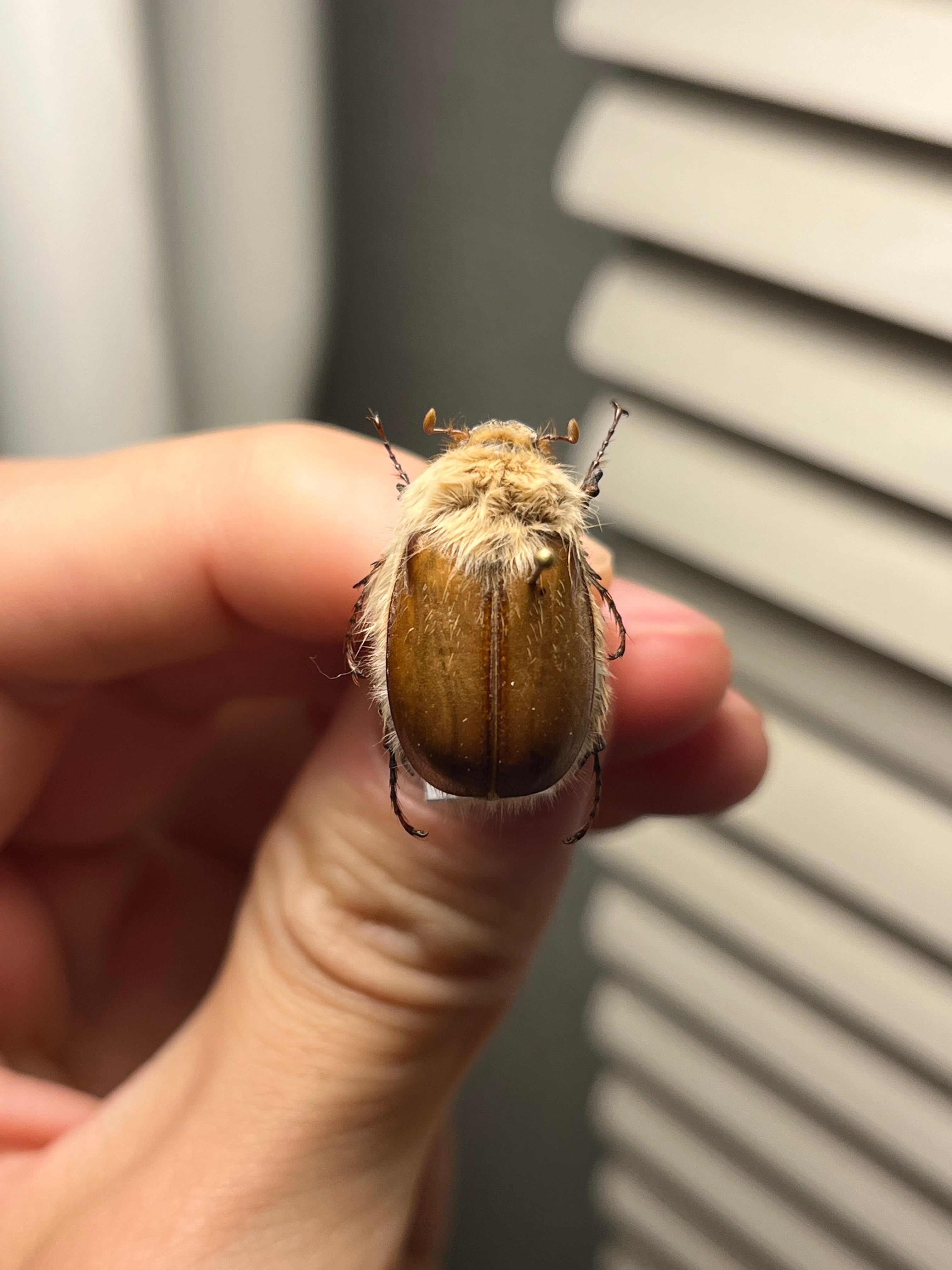 43mm】カブトハナムグリ コガネムシ プラチナコガネ カナブン 昆虫標本