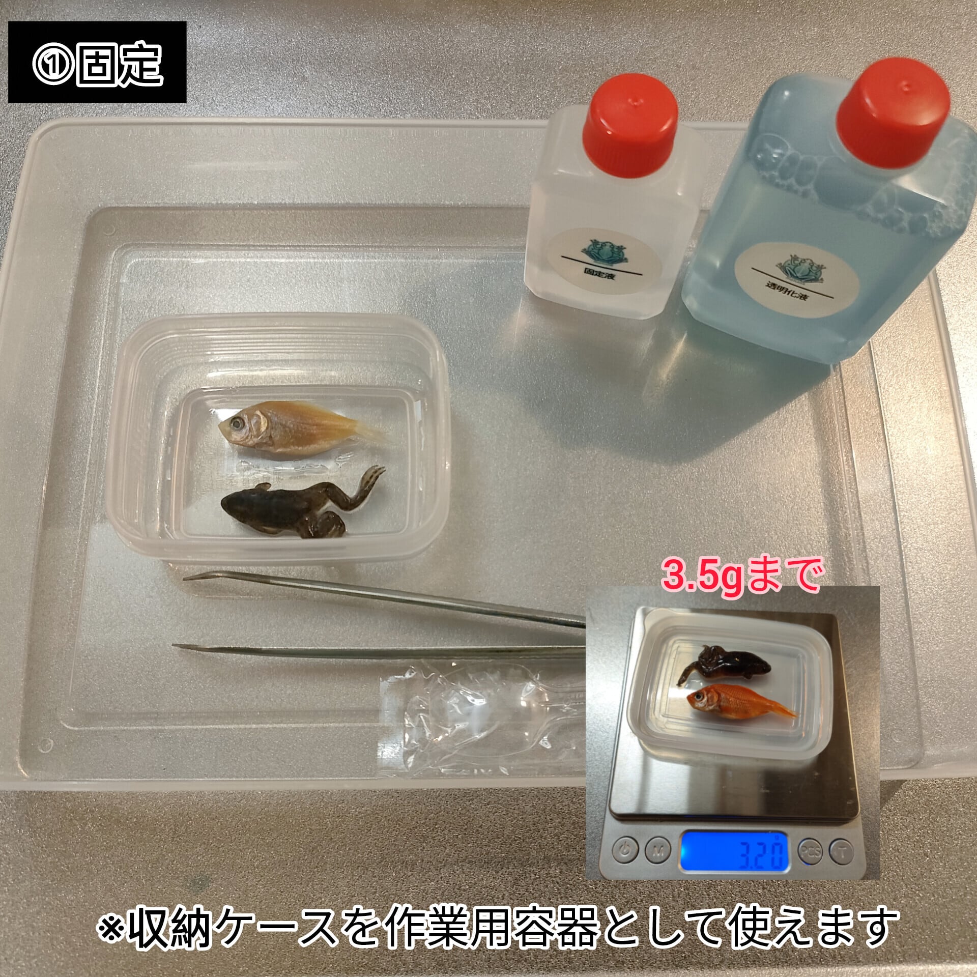 オリジナル商品【透明標本作製キット】(上級) 20点 自由研究 学習教材