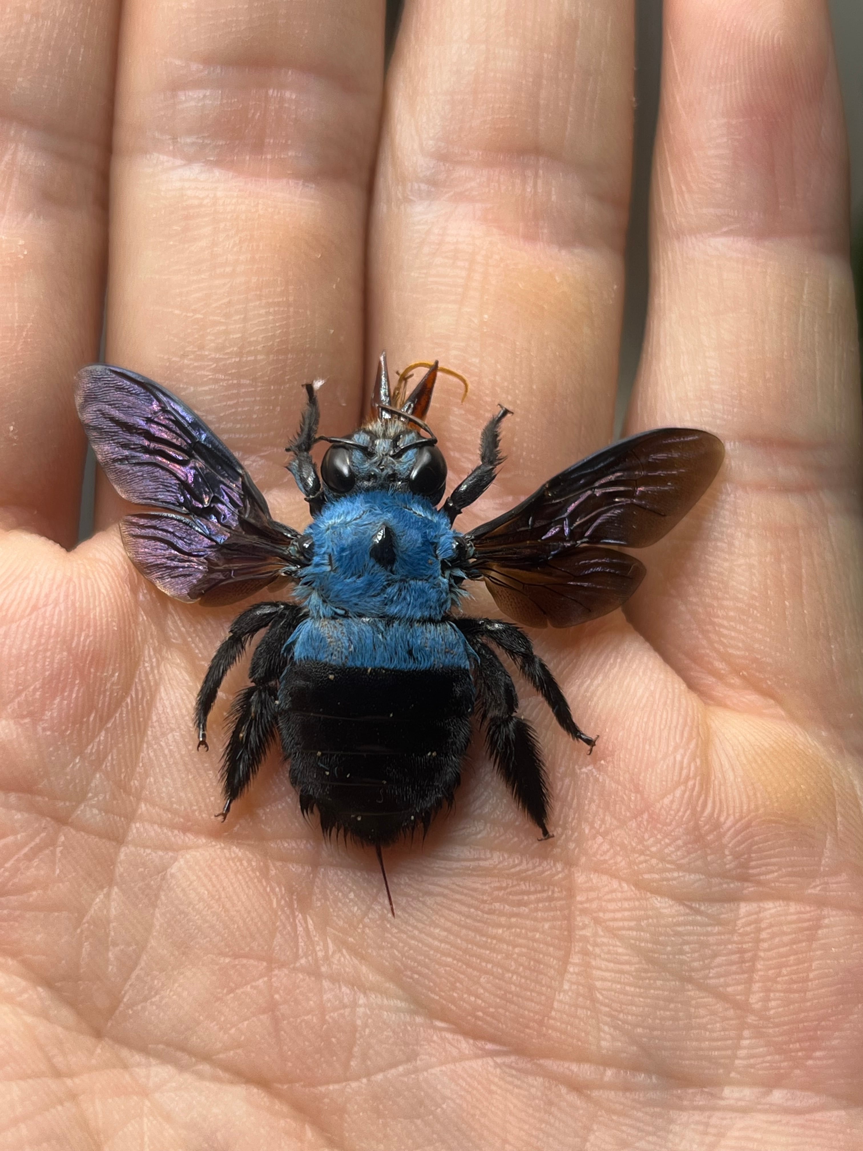 蜚開翅】ブラベルスギガンテウス ゴキブリの標本 レッドローチデュビア