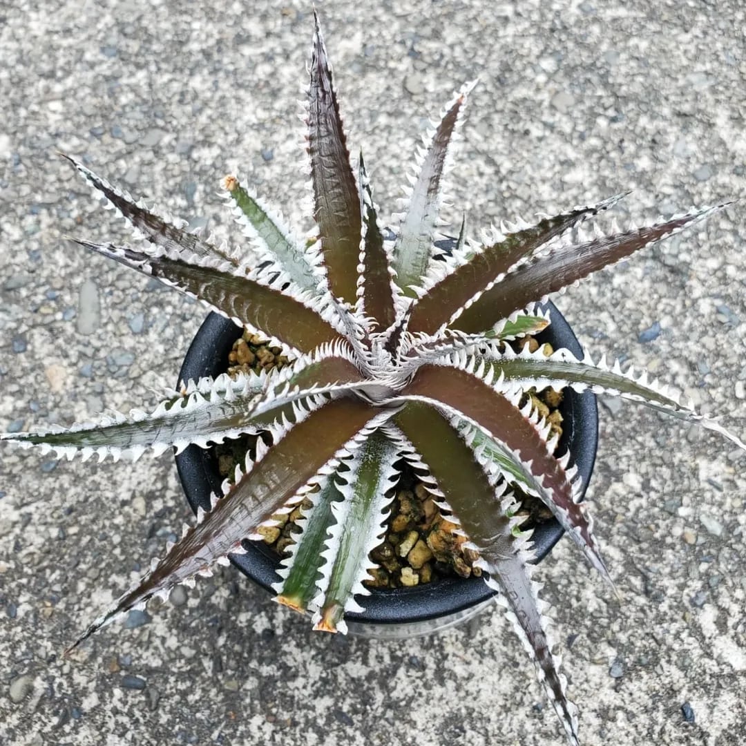 ラッカ庵野ゾージアデッキ パーフェクトペテンシー アルカディア