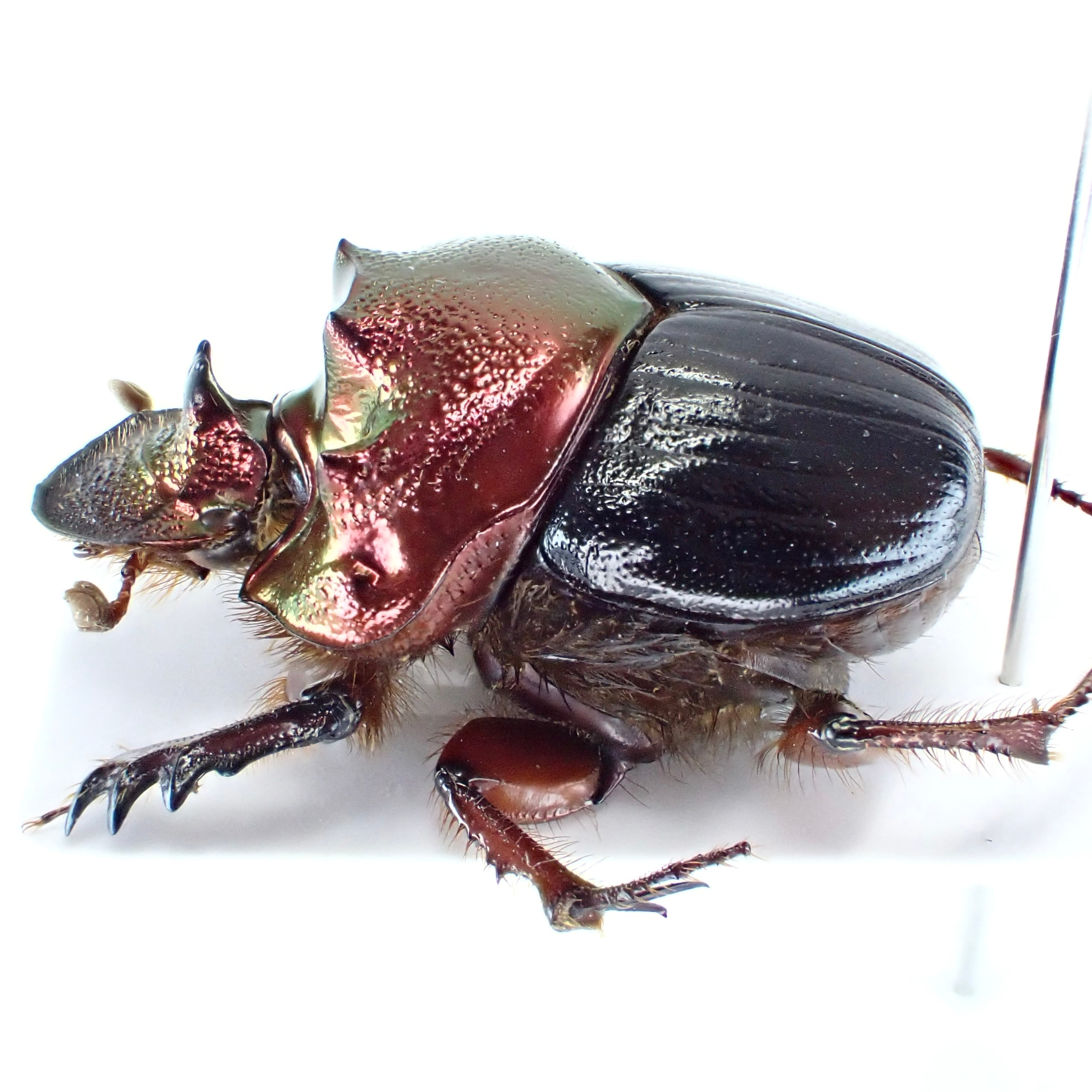 タンザニア産 プレウスオオツノハナムグリ 88mm タンザニア産 プレウス