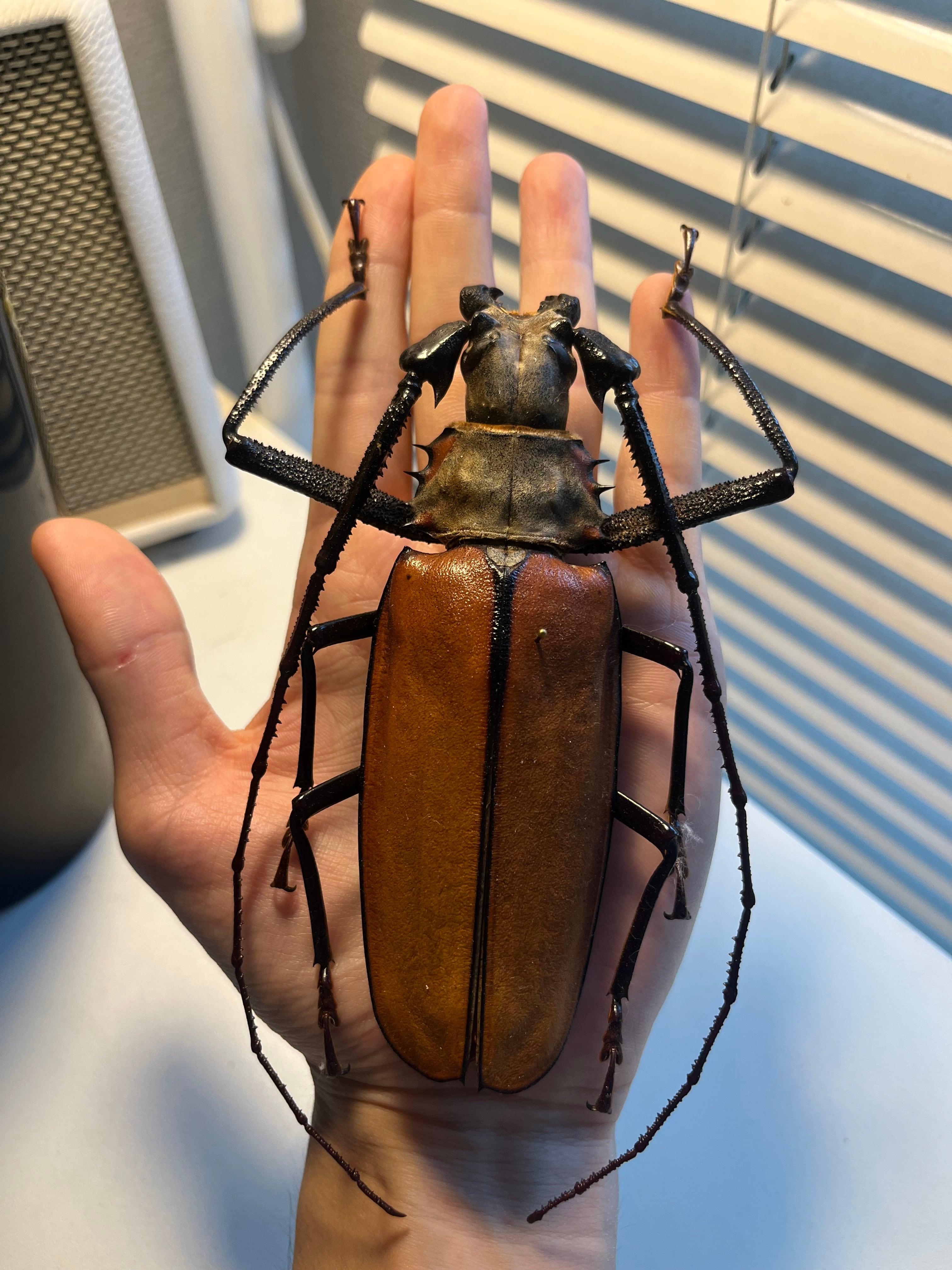 アルミラトゥス カミキリ標本 130mm】トゲムネウスバカミキリ アルミ