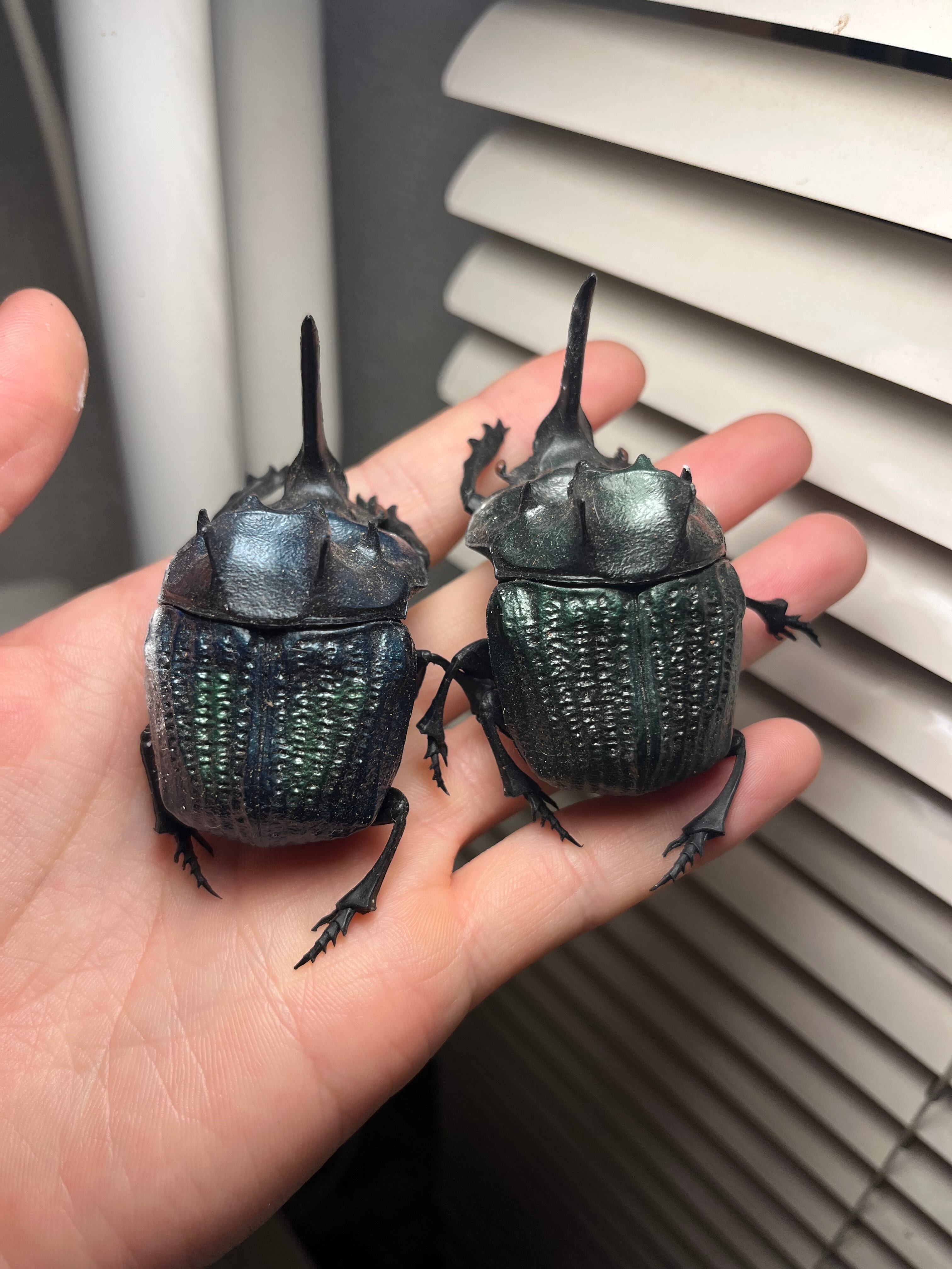 特大】シリキレグモ トラップドアスパイダー タランチュラ ムカデ 尻割