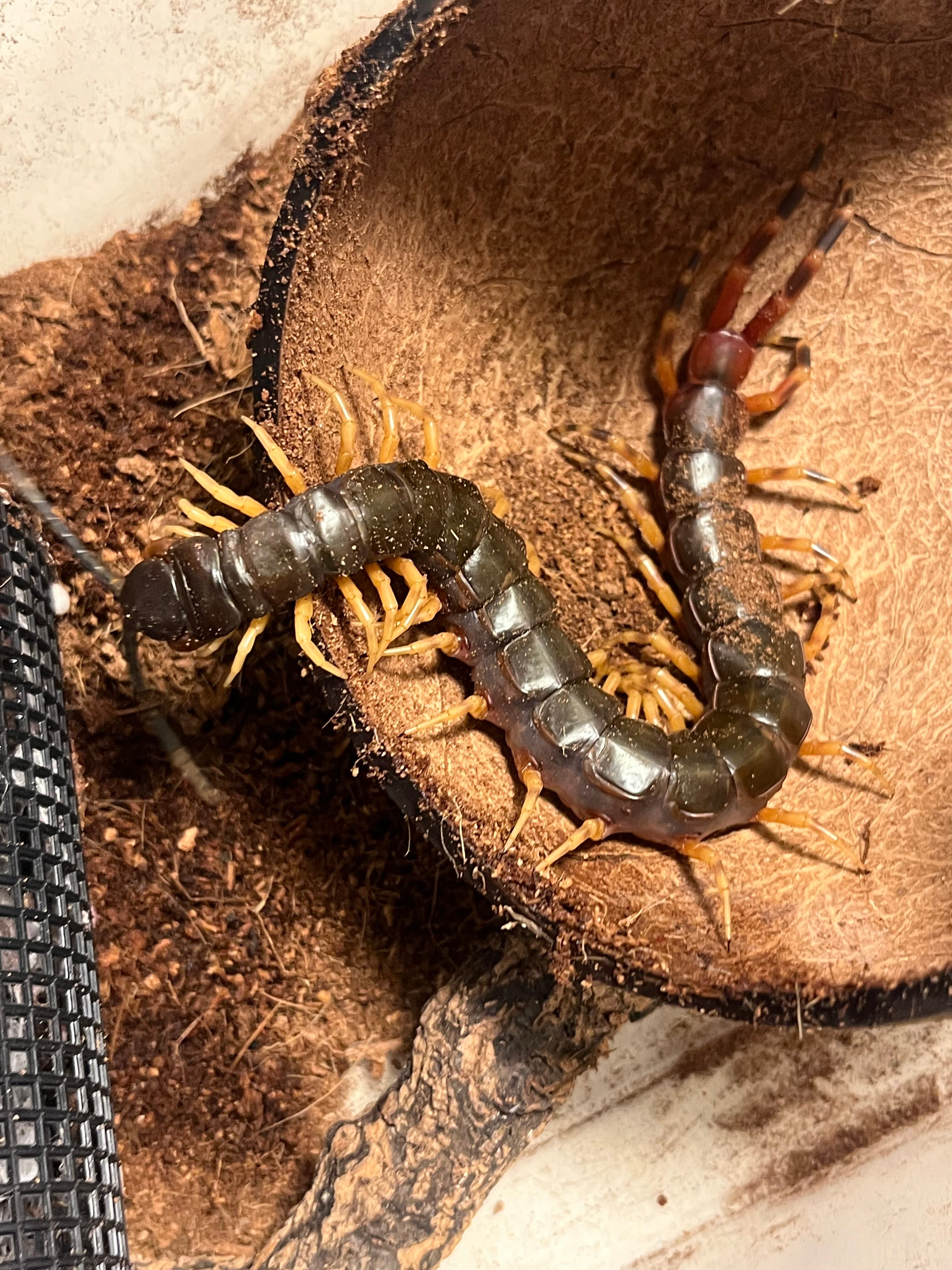 特大ペルビアンジャイアントセンチピード34cm 欠損あり