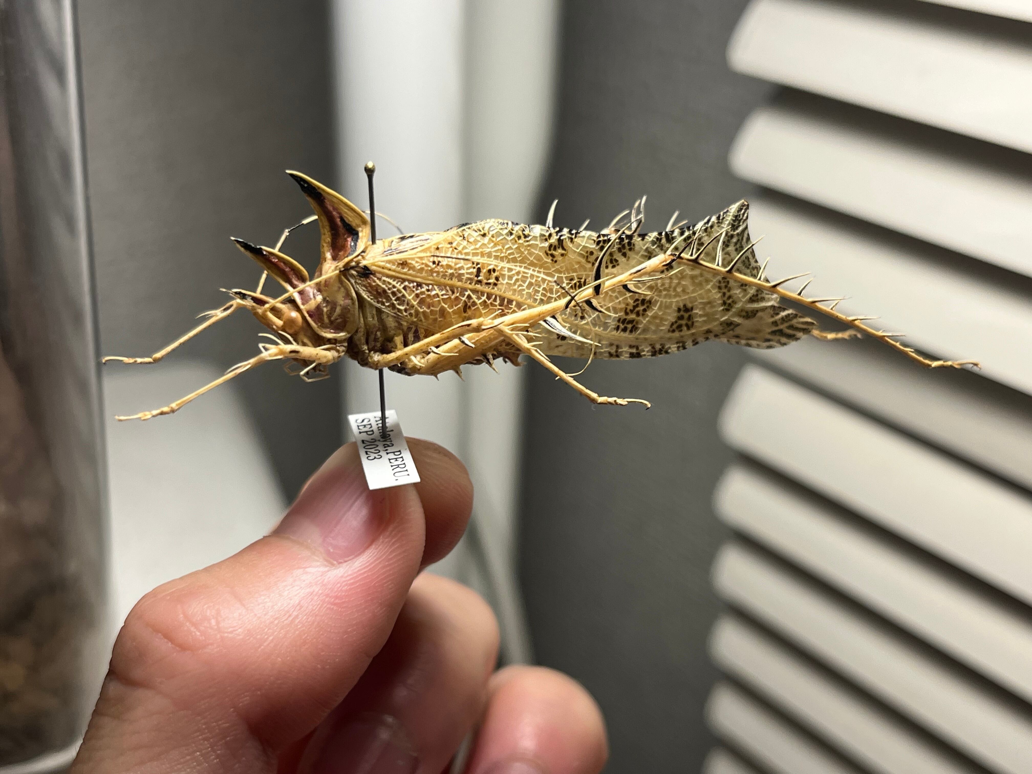 サルオガセギスキリギリスカマドウマバッタ直翅類コロギスリオック