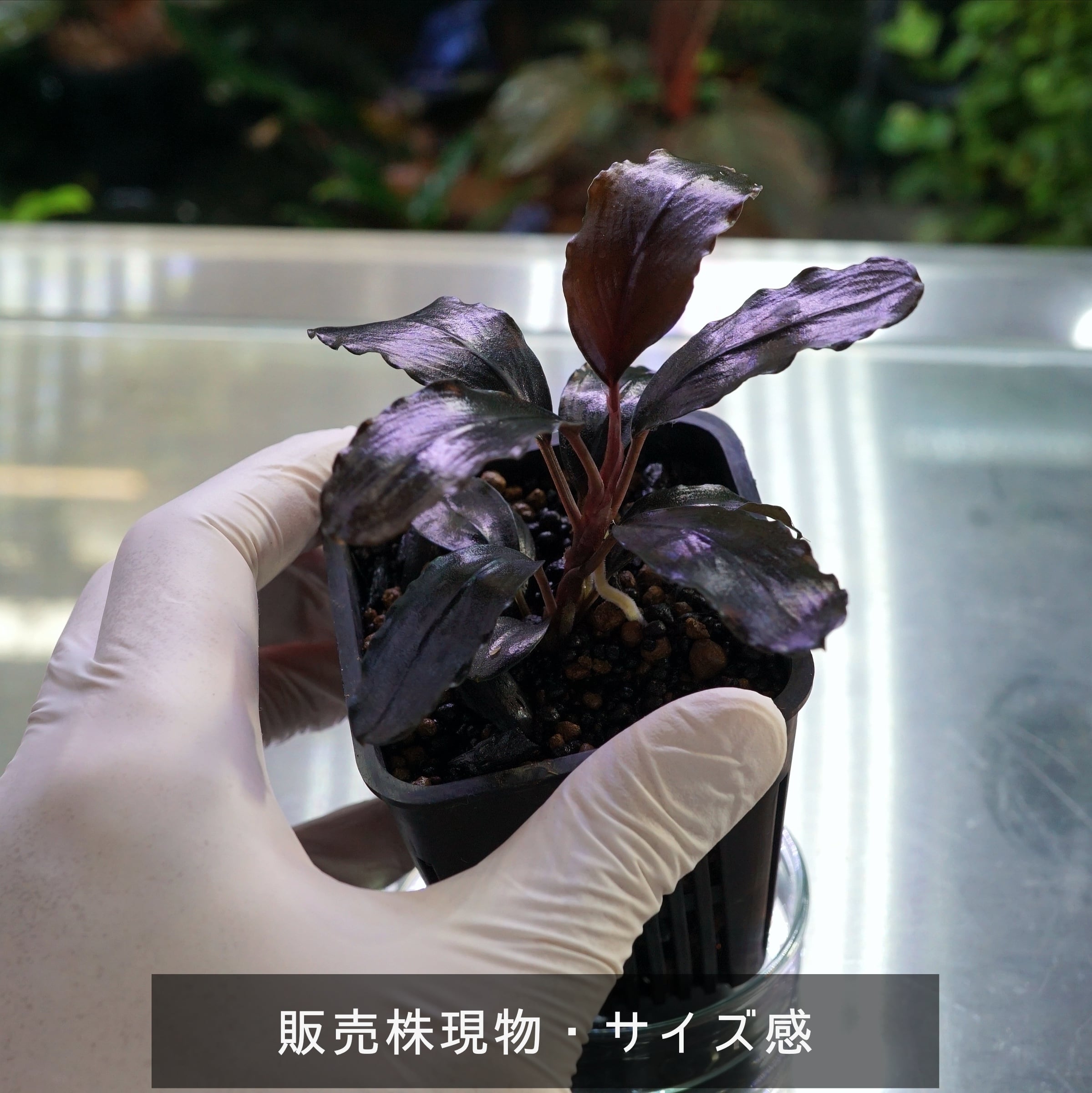 ブセファランドラ ティアブルー ブセファランドラspティアブルー