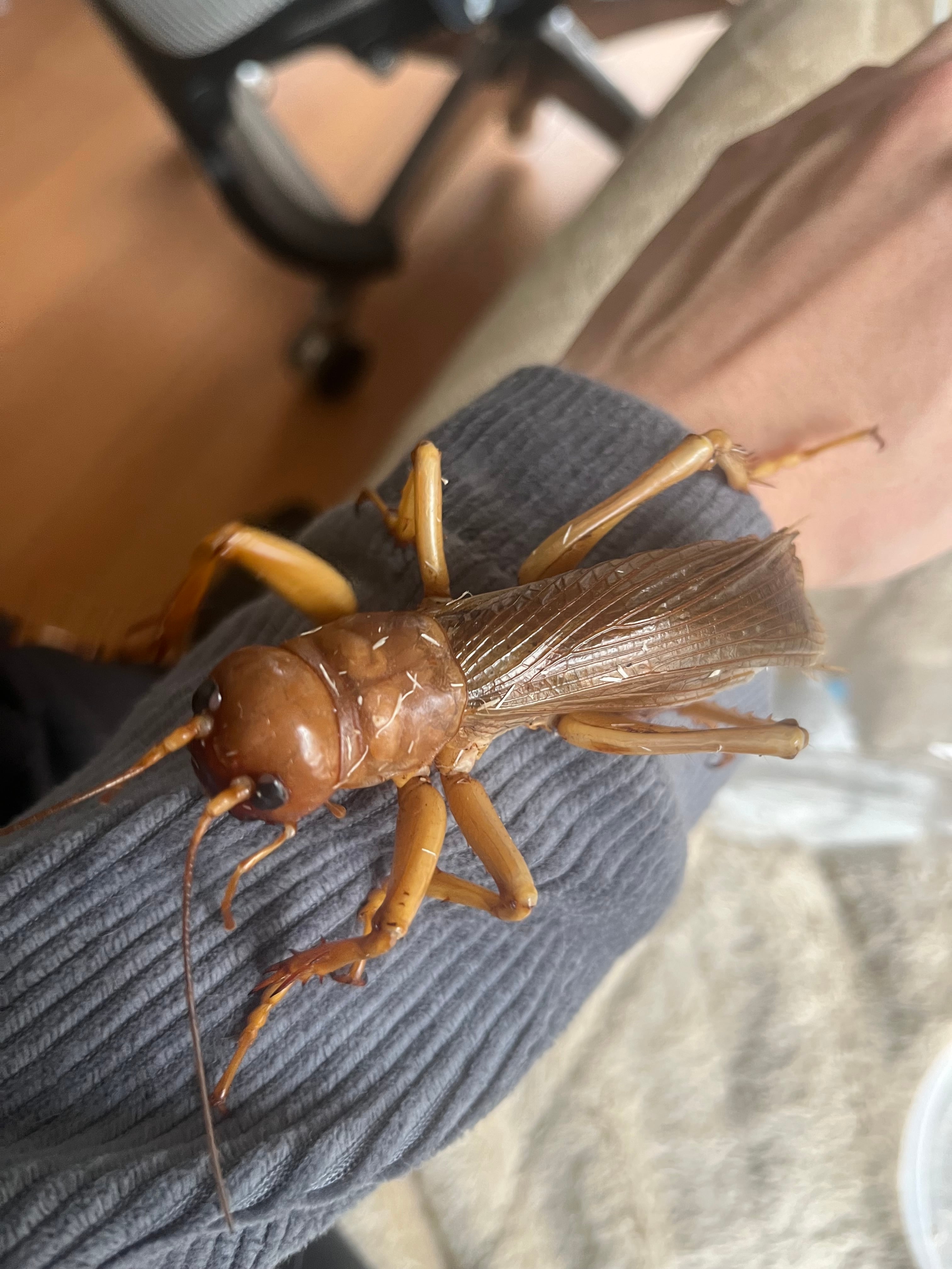 リオック Sia ferox | オモニキチュウ