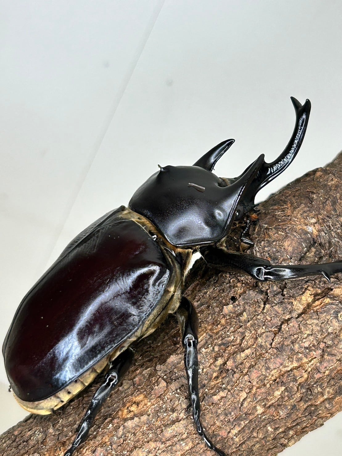 レックスゾウカブト 成虫 (オス) 別名 アクティオンゾウカブト オス