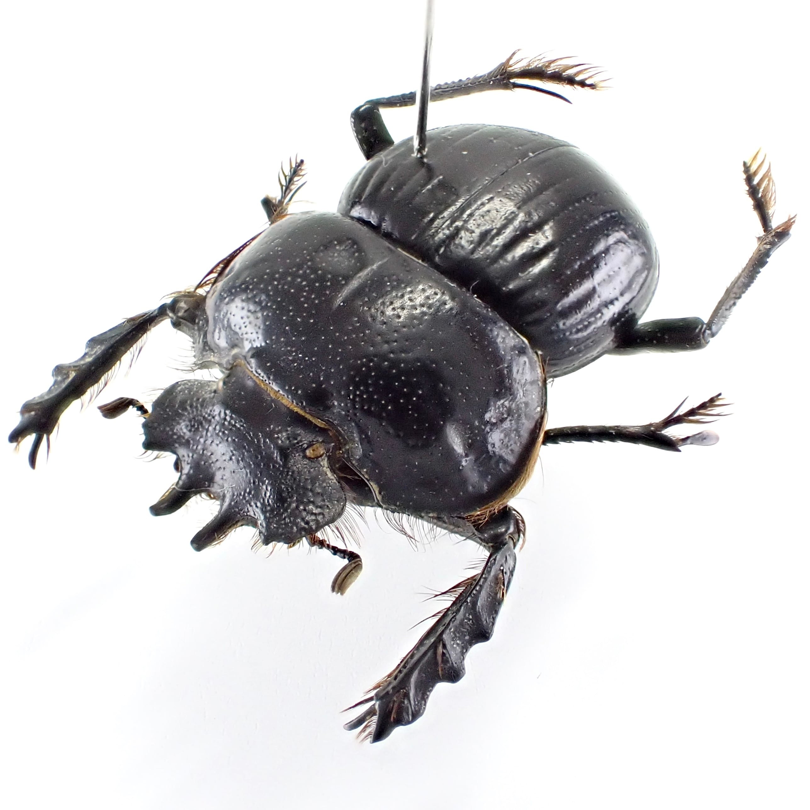 コスタリカ産 レスプレンデンスキンイロコガネ 24mmコスタリカ産 レ