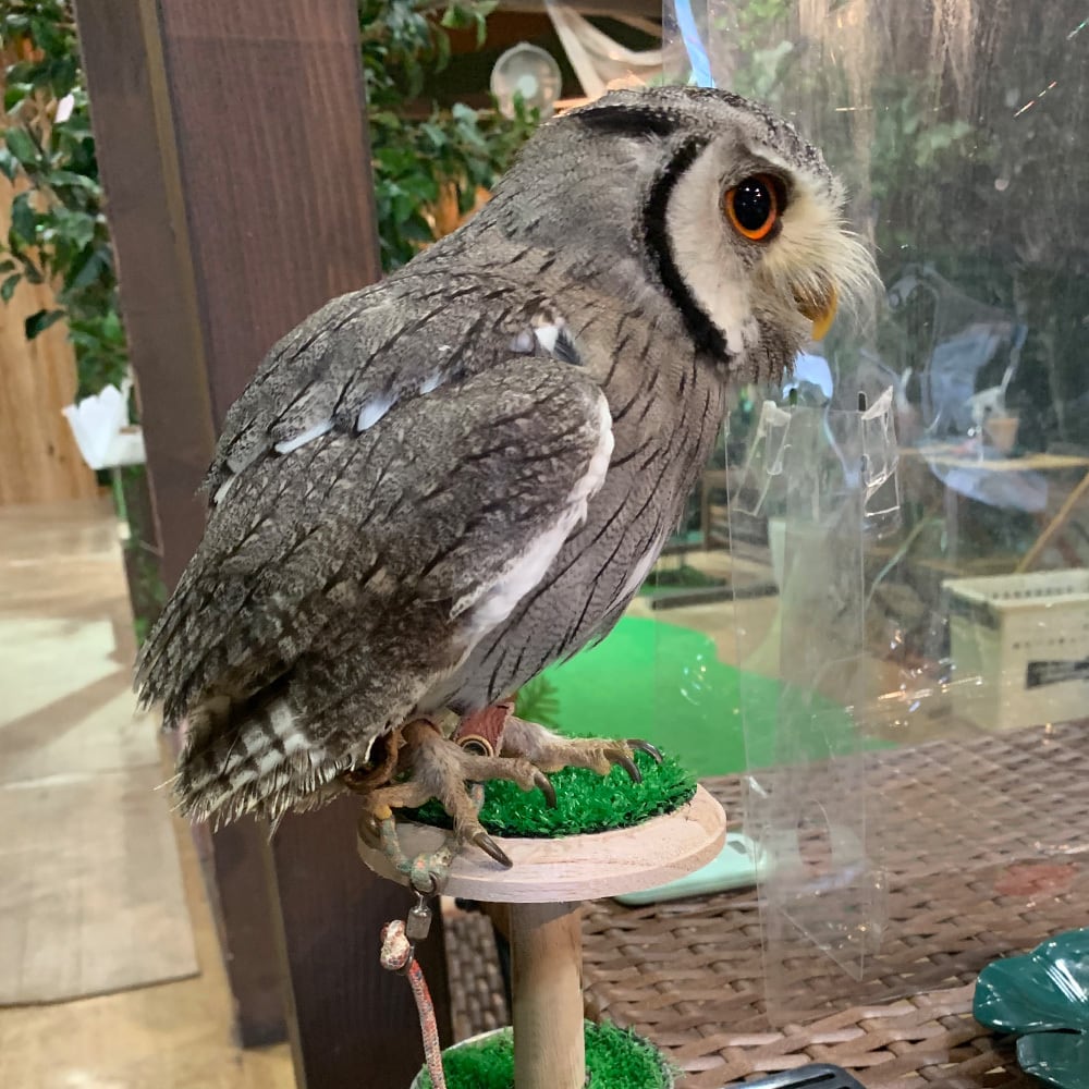 NEW大型猛禽パーチ、ファルコンブロック）フクロウ ホワイトLタイプ