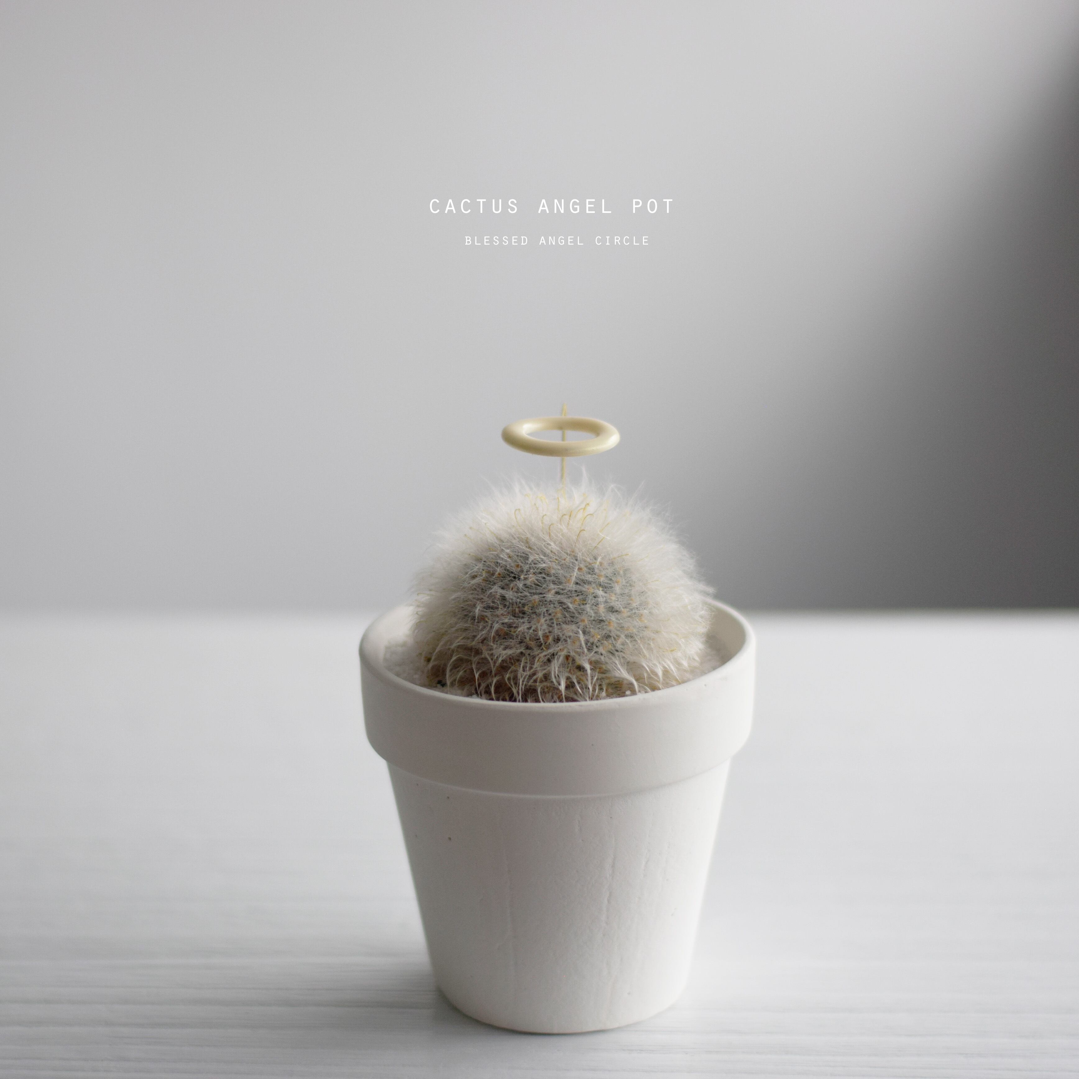 サボテン天使（モフモフ） | Sabotensi