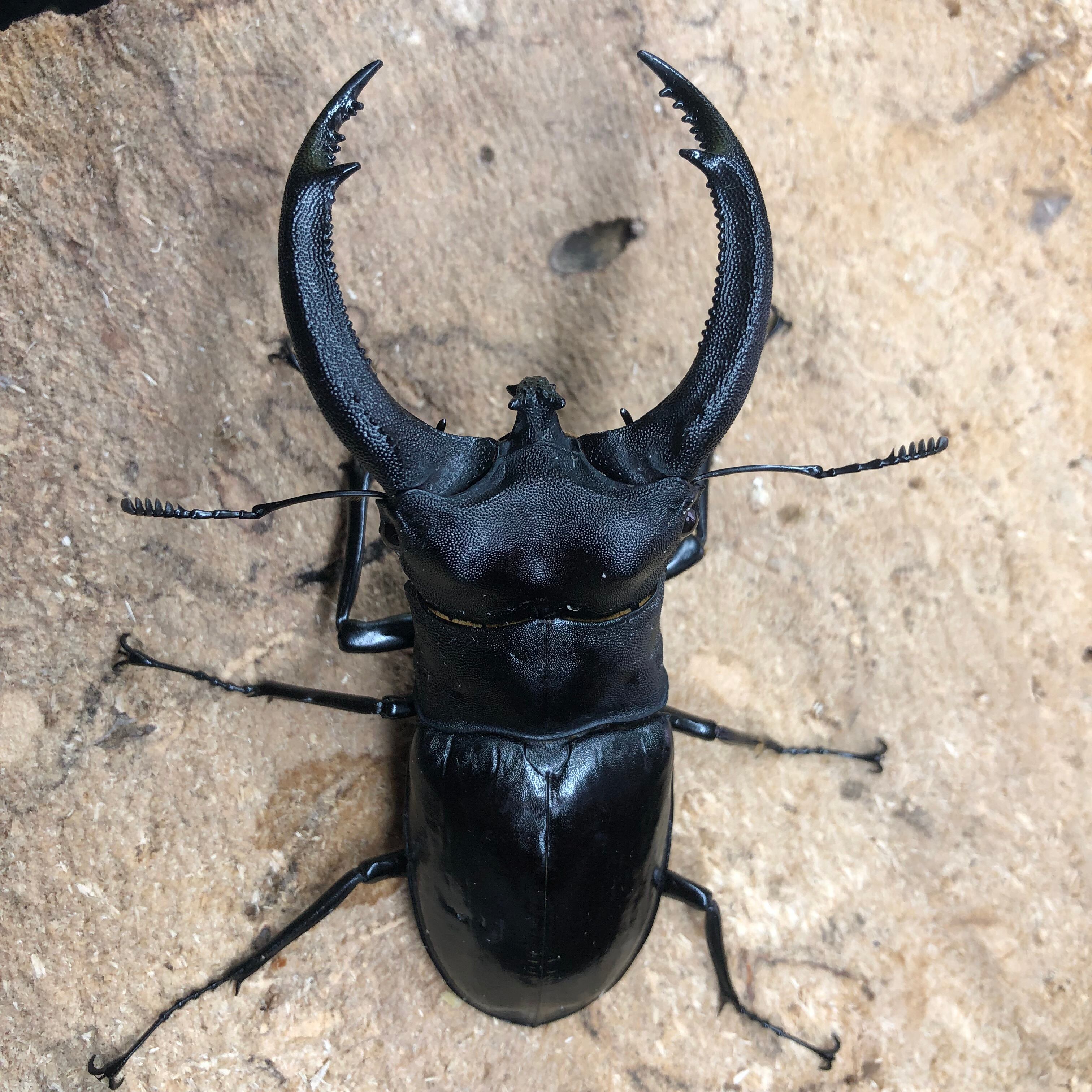 5/27 入荷インドネシアWild便】♂97mmリノケロスフタマタクワガタペア