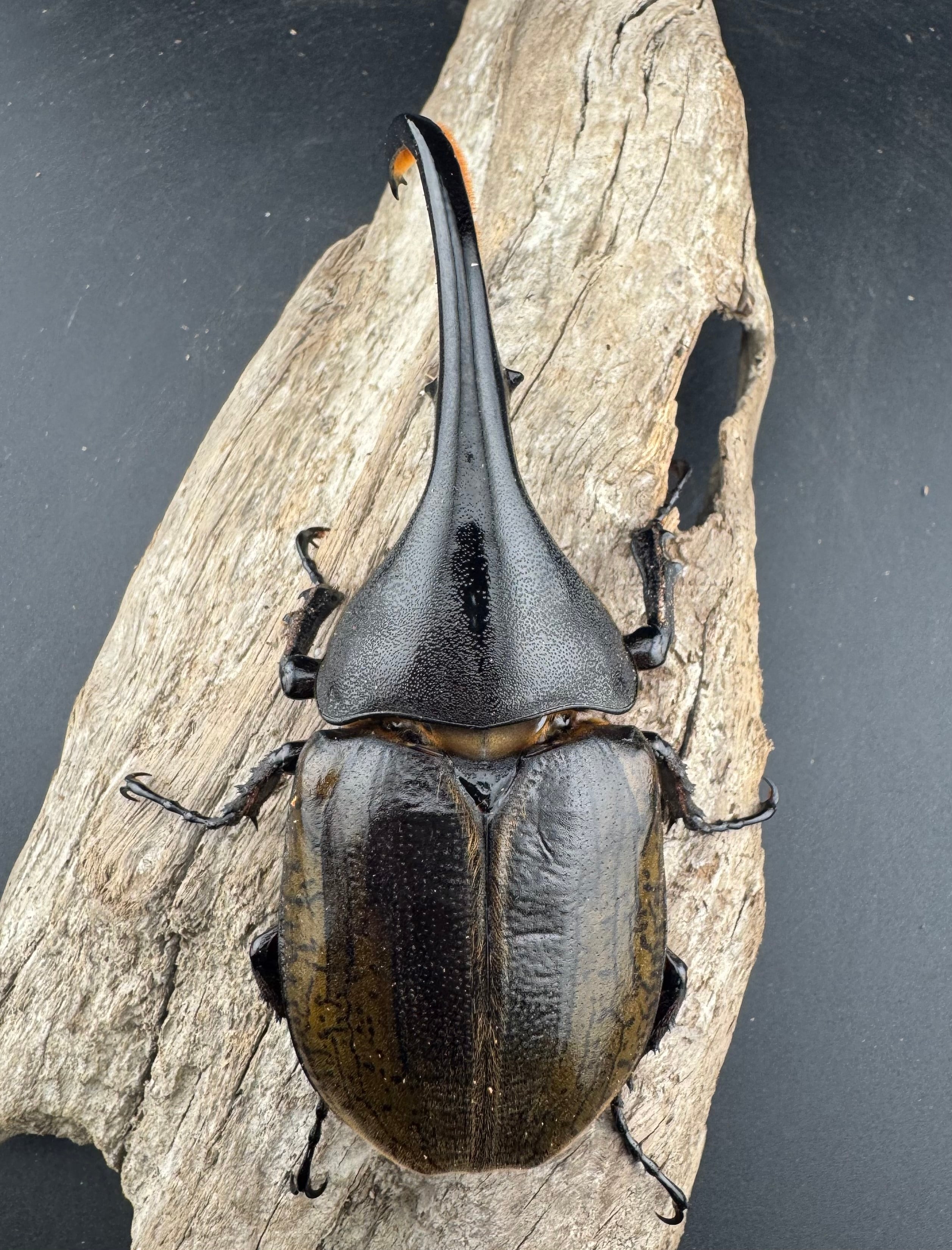 WF11】《ヘラクレス・ブリュゼニ 117mm ♂♀♀トリオ（現トリニダー