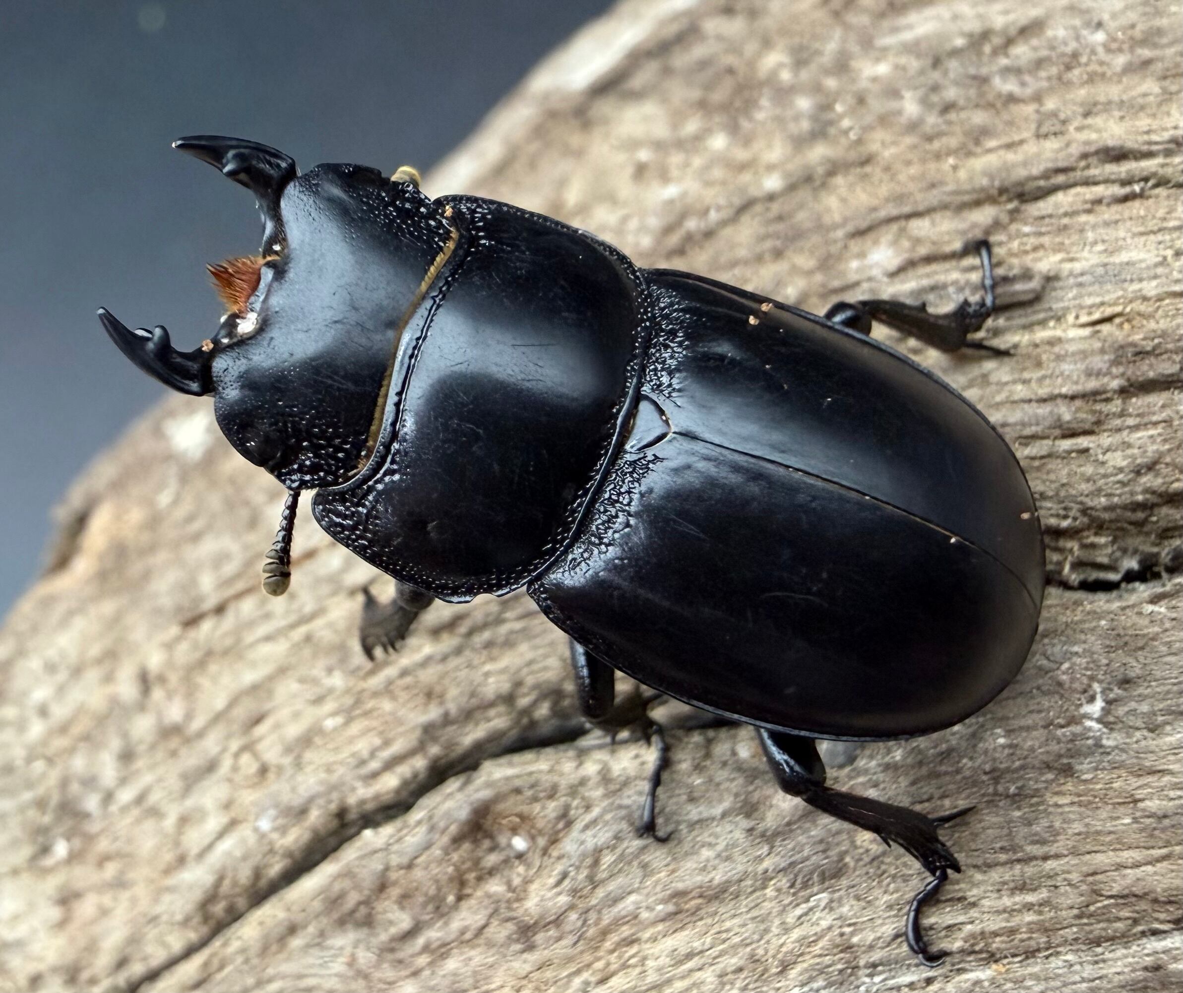 その他クワガタの仲間 | KPW公式オンラインショップ