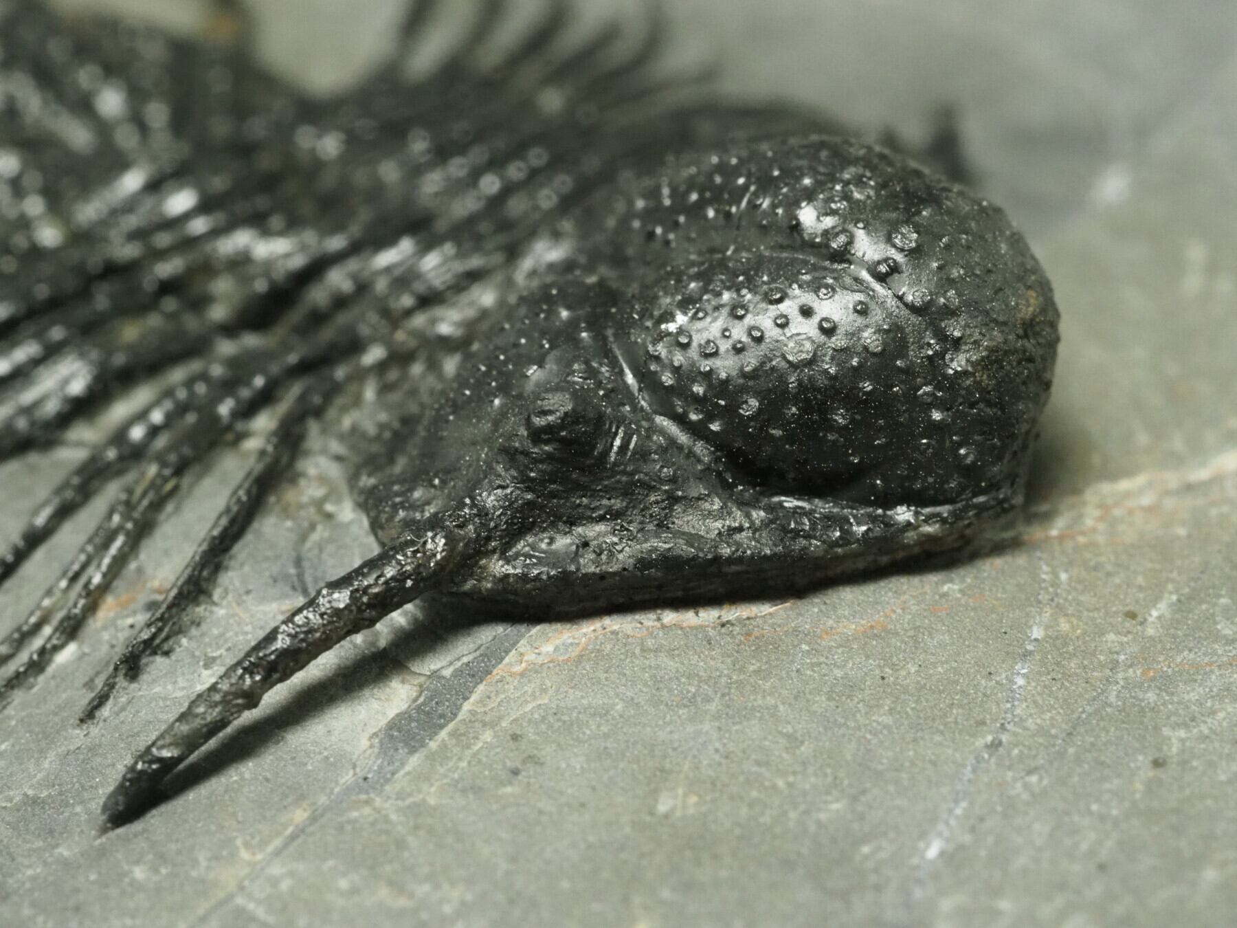 三葉虫【Acanthopyge sp.】【全長：70 mm】【662 g】モロッコ王国産