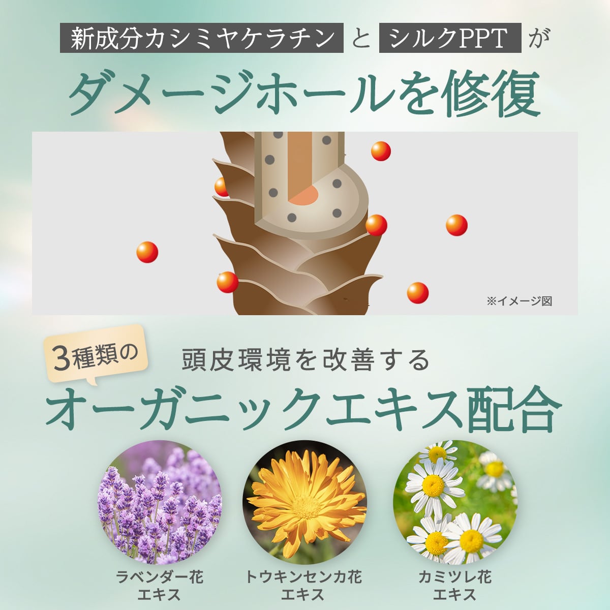 髪質改善・くせ毛用】エリアシャンプー詰め替え＆エリアトリートメント