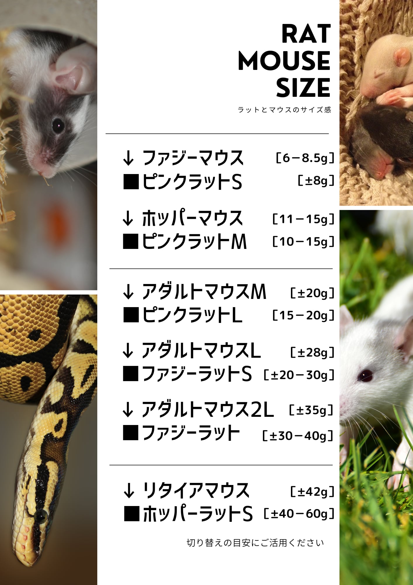 冷凍ラット(国産) 130~180g 30匹セット 冷凍ラット(国産) 130~180g 30