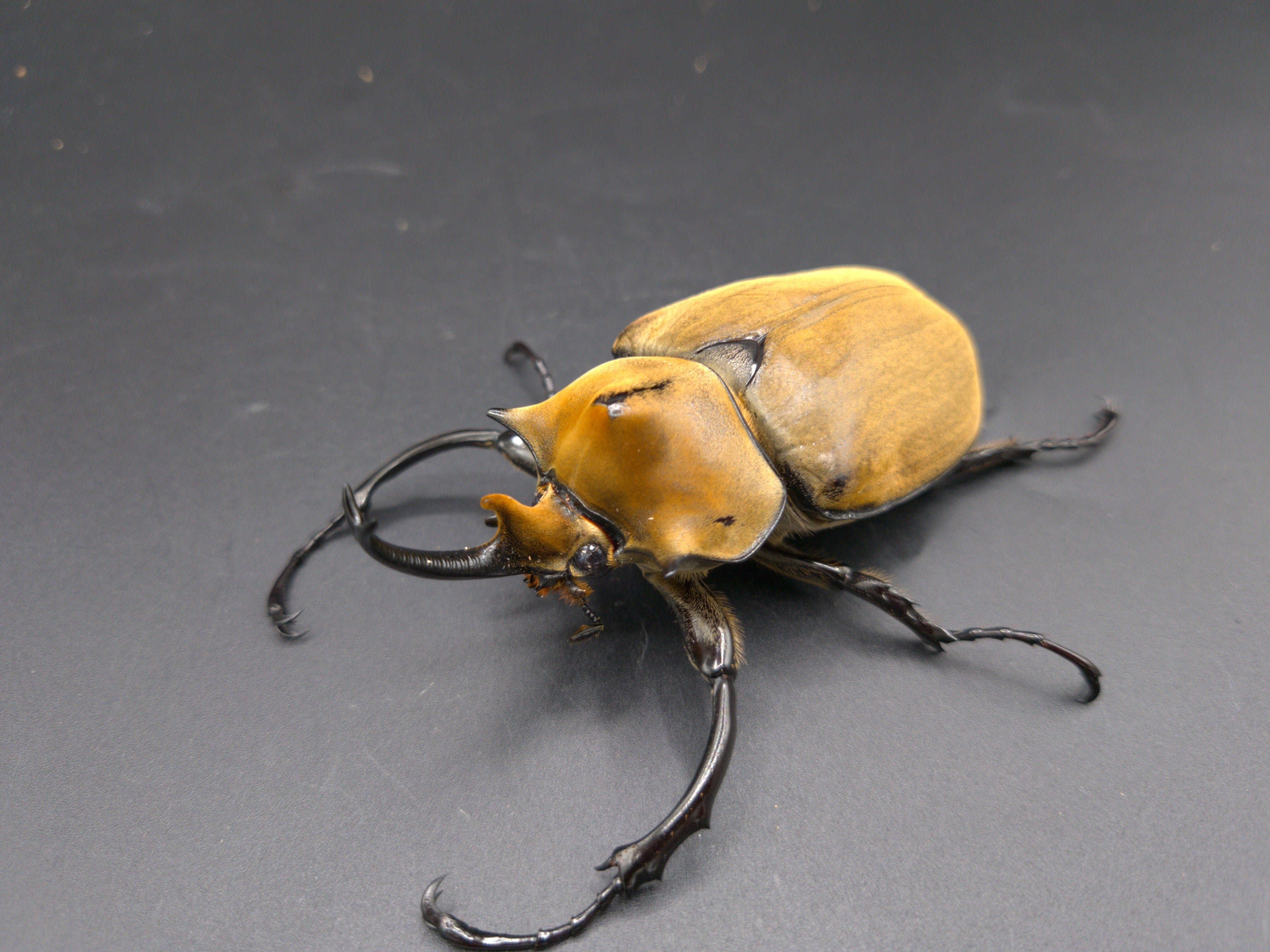 【最終値下げ】エレファスゾウカブト標本　ペア エレファスゾウカブト♂117mm 標本 エレファスゾウカブトの標本 写真