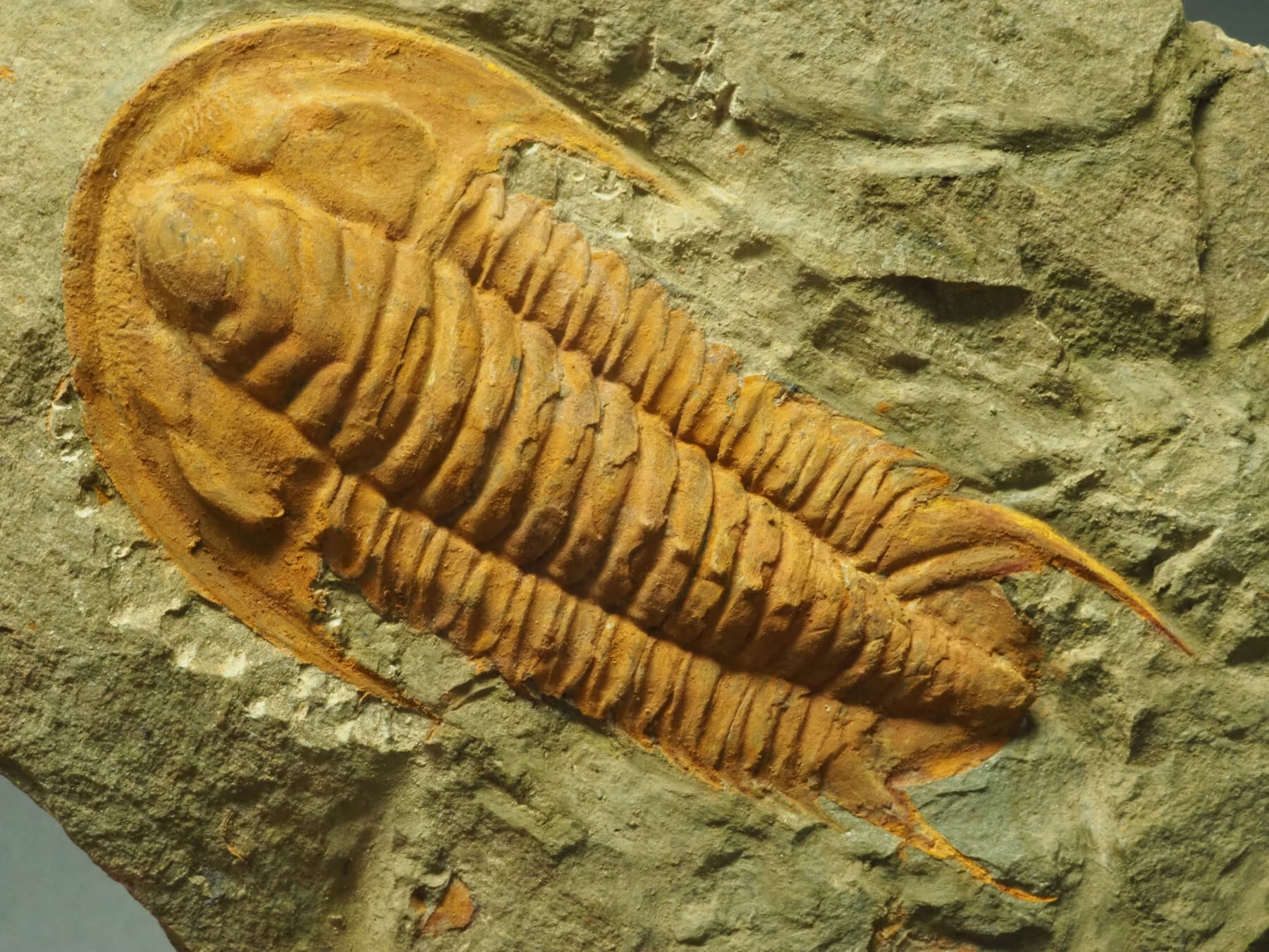 宮城県産三葉虫化石標本 ケイロピゲ 尾部標本 最大級 三葉虫 | 17mm （