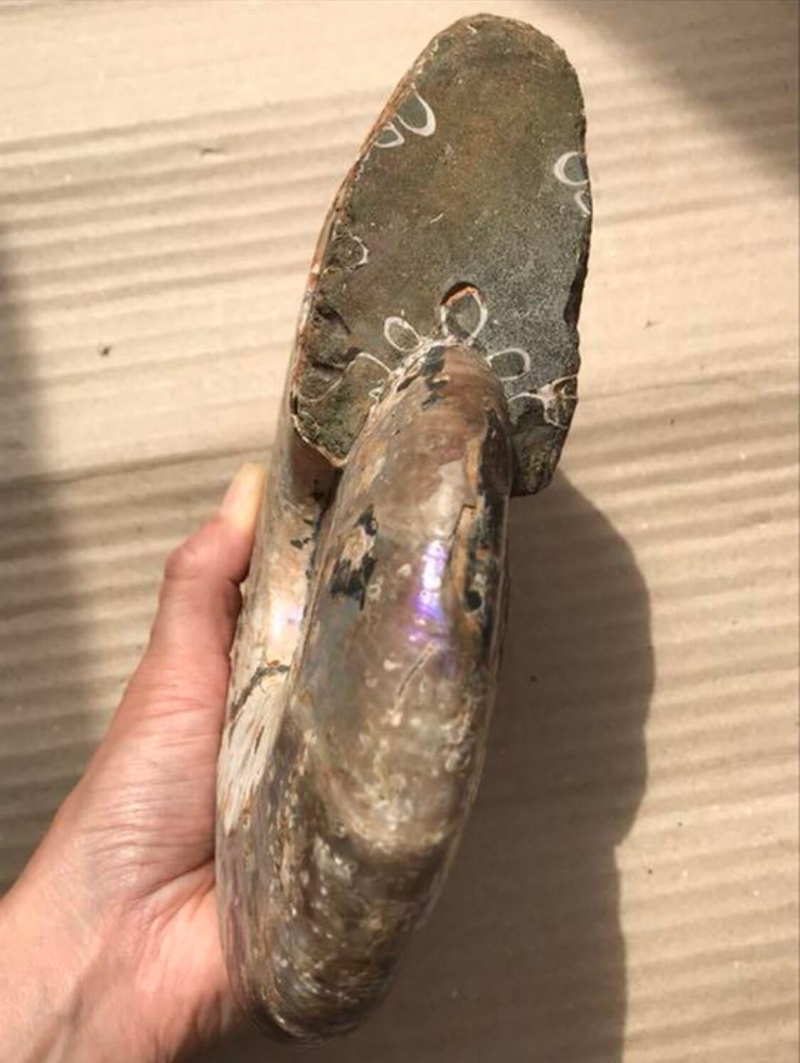 マダガスカル産 アンモナイト化石青（ビューダンティセラス）特大