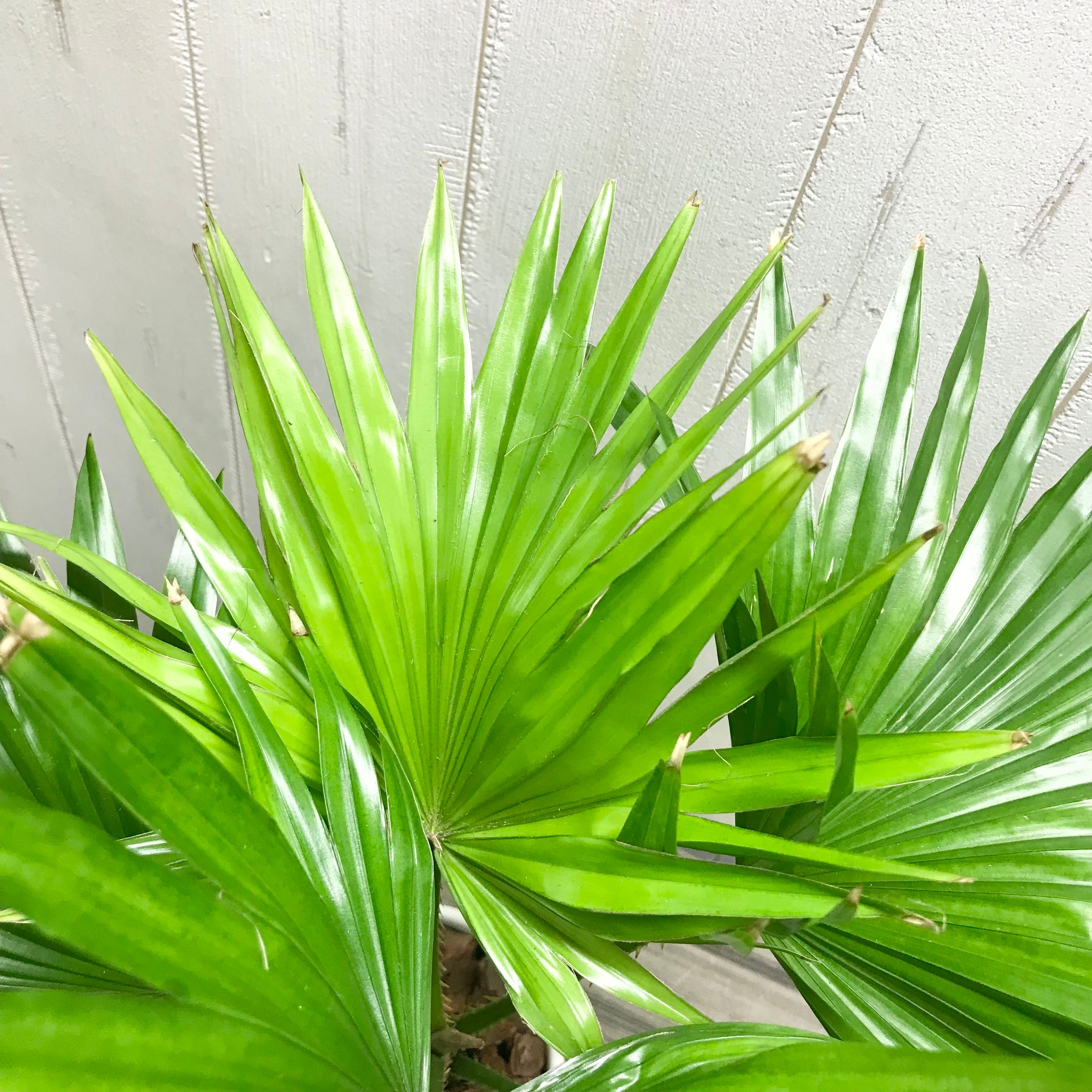 希少ブローチハムシ最大種！ Physonota dilatata.? 【公式通販】