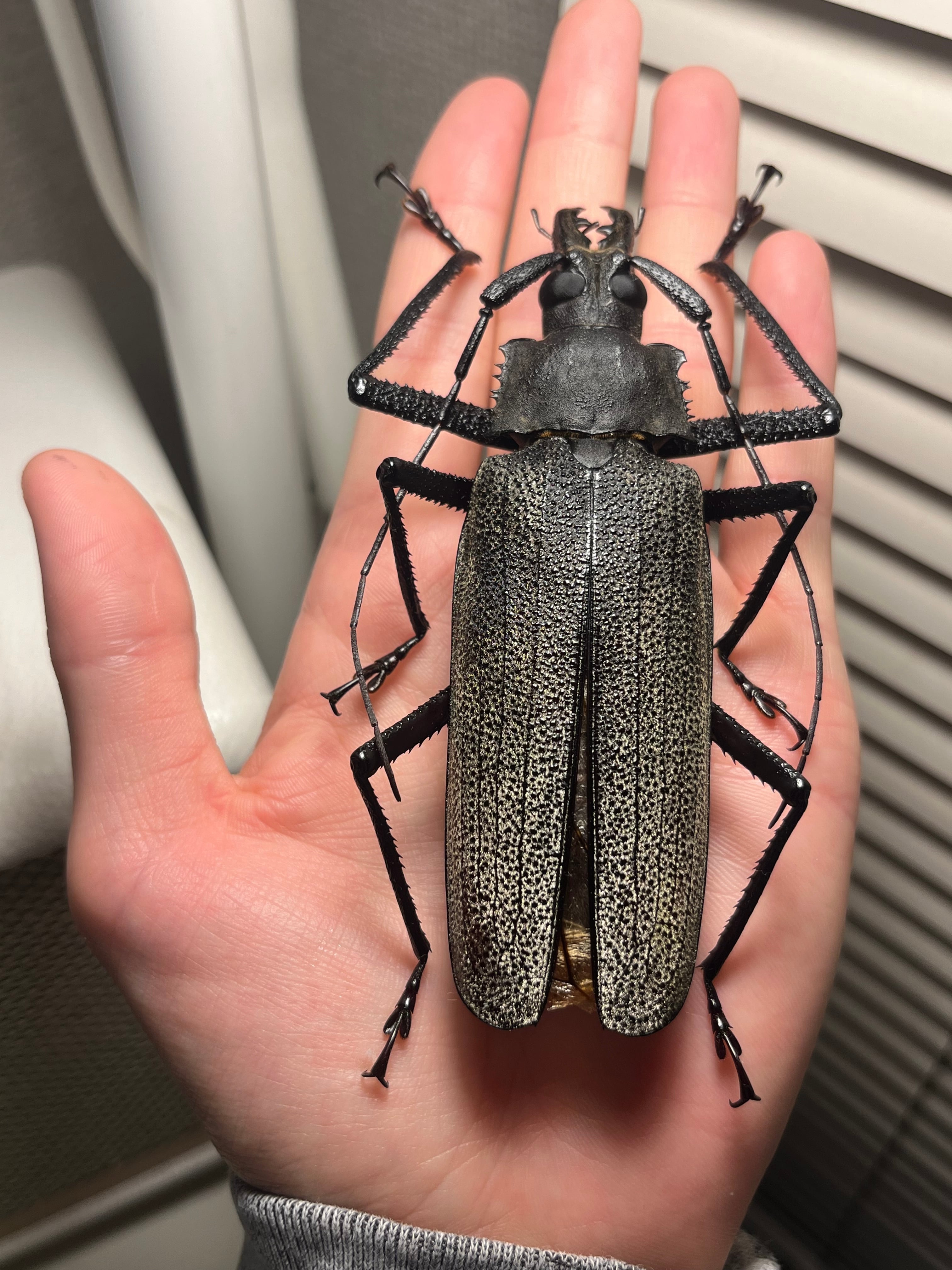 111mm】Xixuthrus isyuniarkoi スジバネトゲフチオオウスバカミキリ