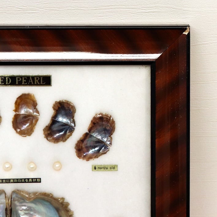 養殖真珠・標本・No.190730-70・梱包サイズ60 | リサイクルショップ宝