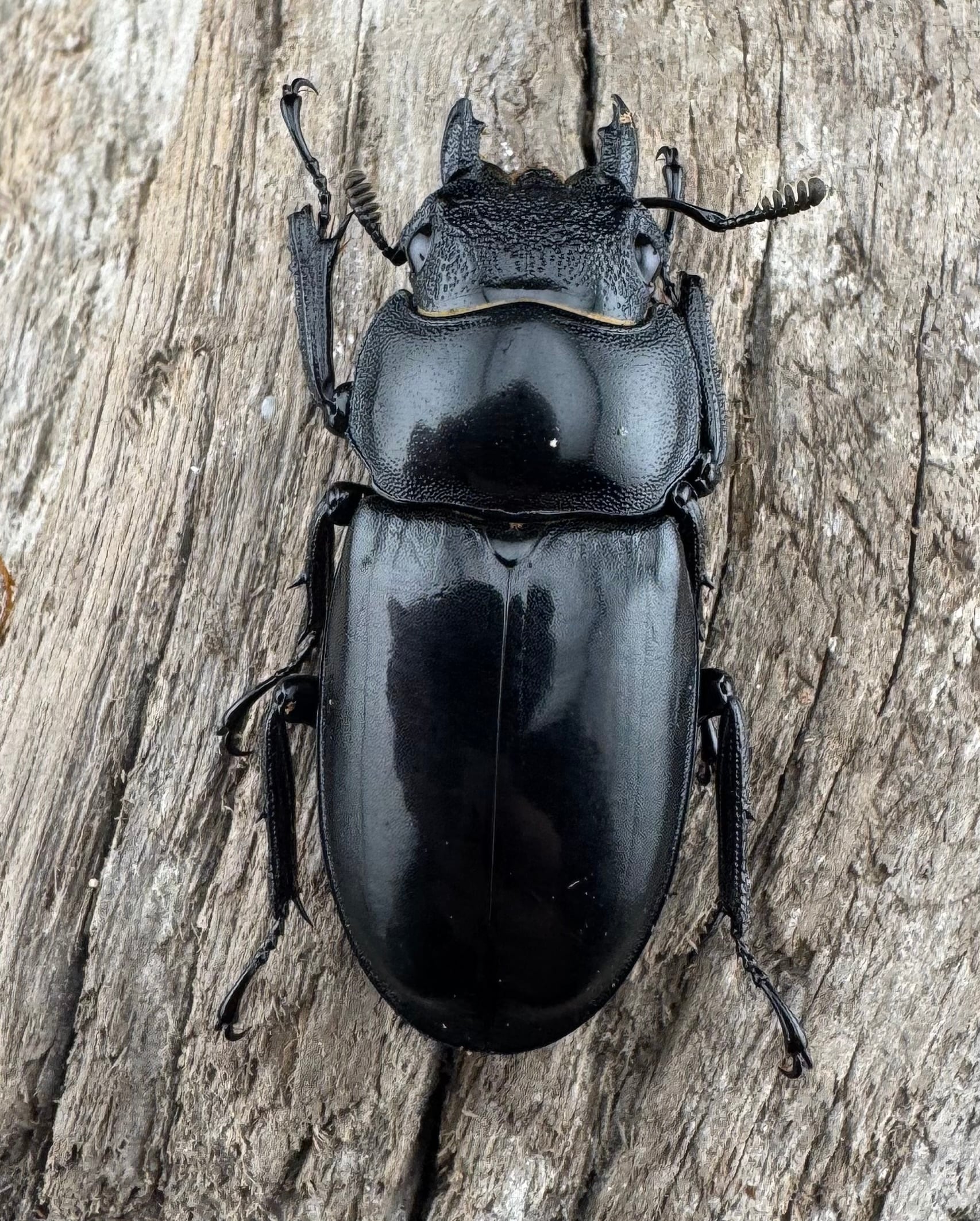 WD】《ブケットフタマタクワガタ 74mm ペア》 | KPW公式オンラインショップ