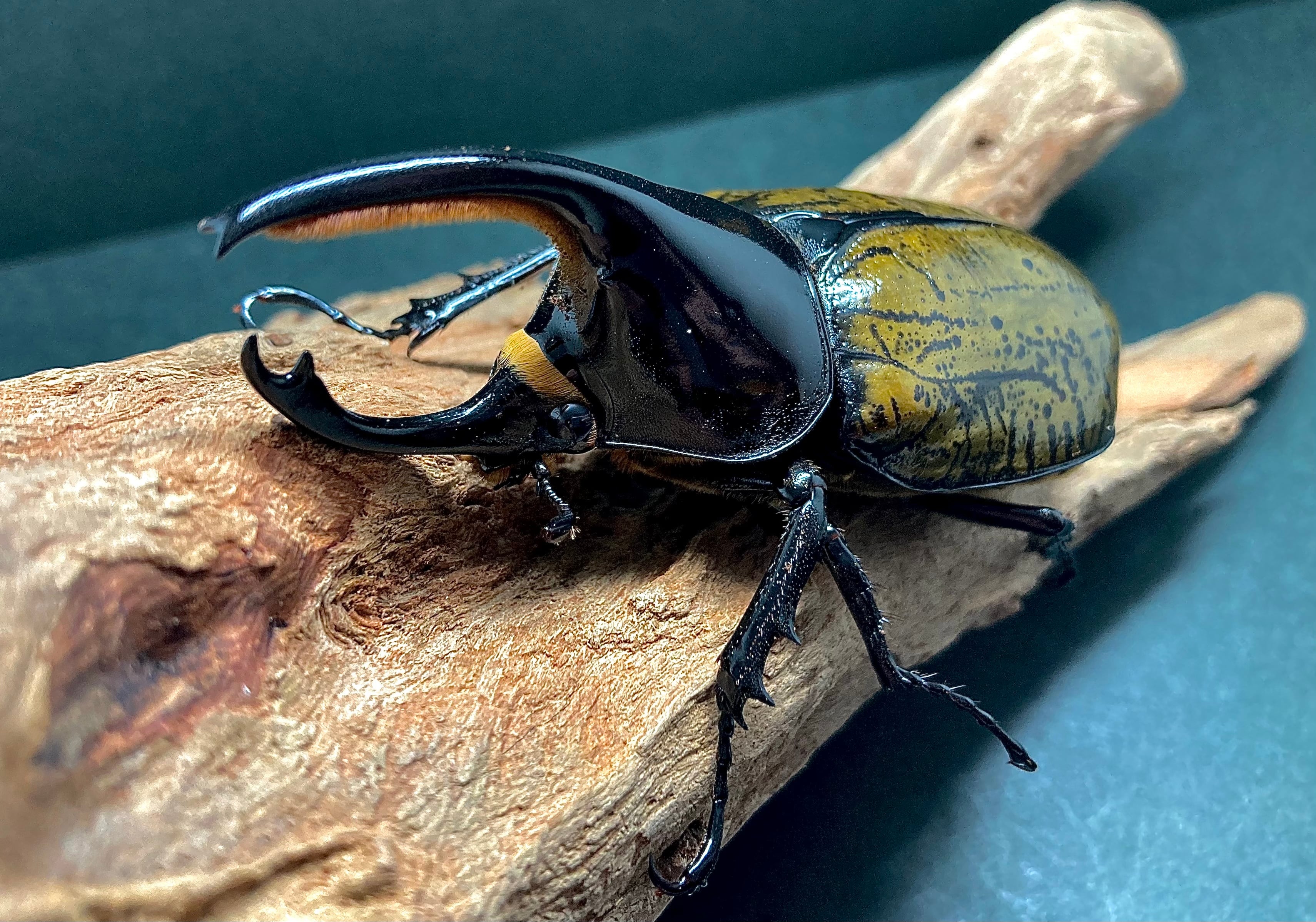 WF2】メキシコ,サンタマルタ産 モロンシロカブト 『初令幼虫5頭セット