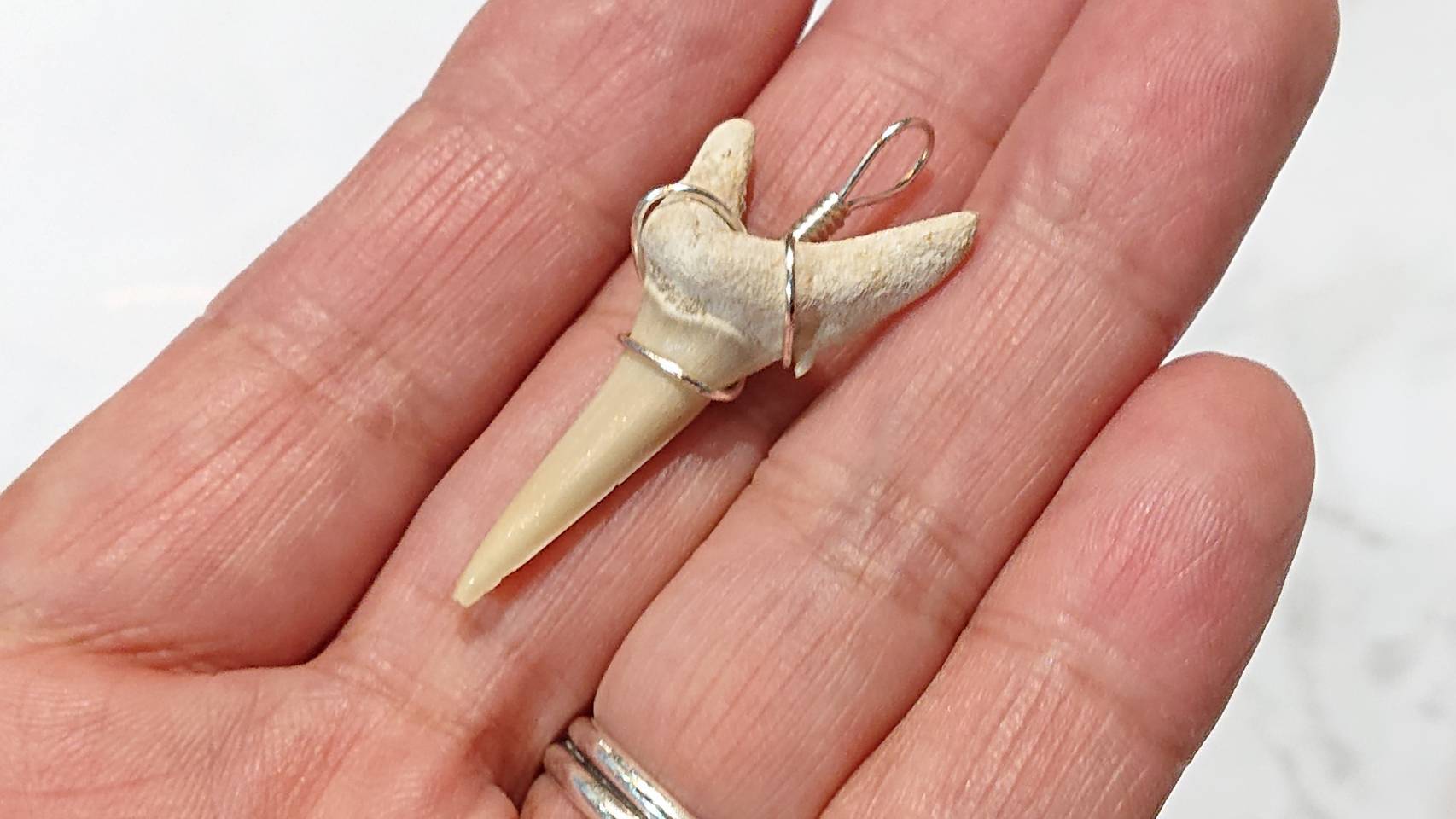 サメの歯化石4点ケース付き