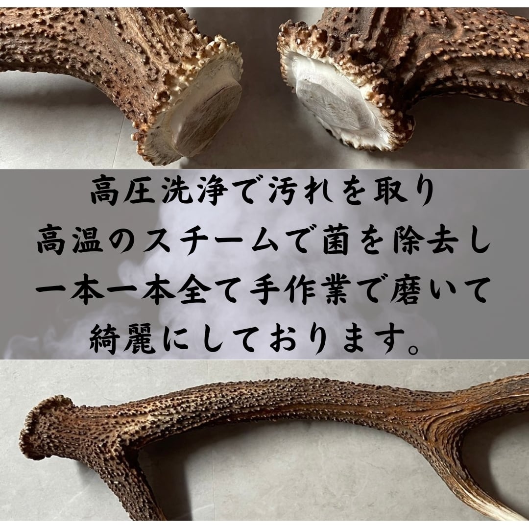 送料無料】 北海道蝦夷鹿の角 10㎝前後 200g分セット | REAN select