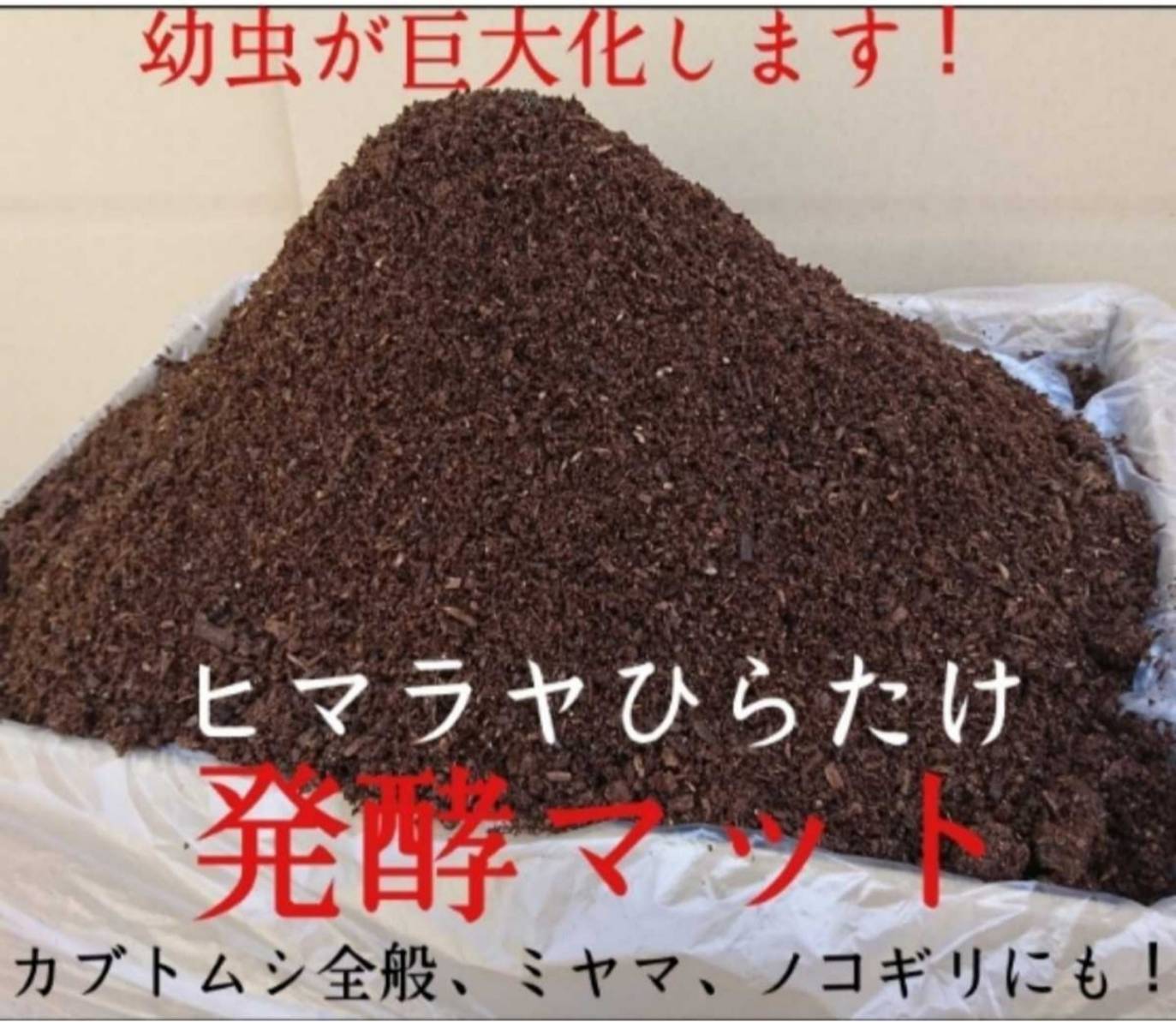 デカクなりすぎ注意！ヒマラヤひらたけ発酵マット 産卵にも！増量200