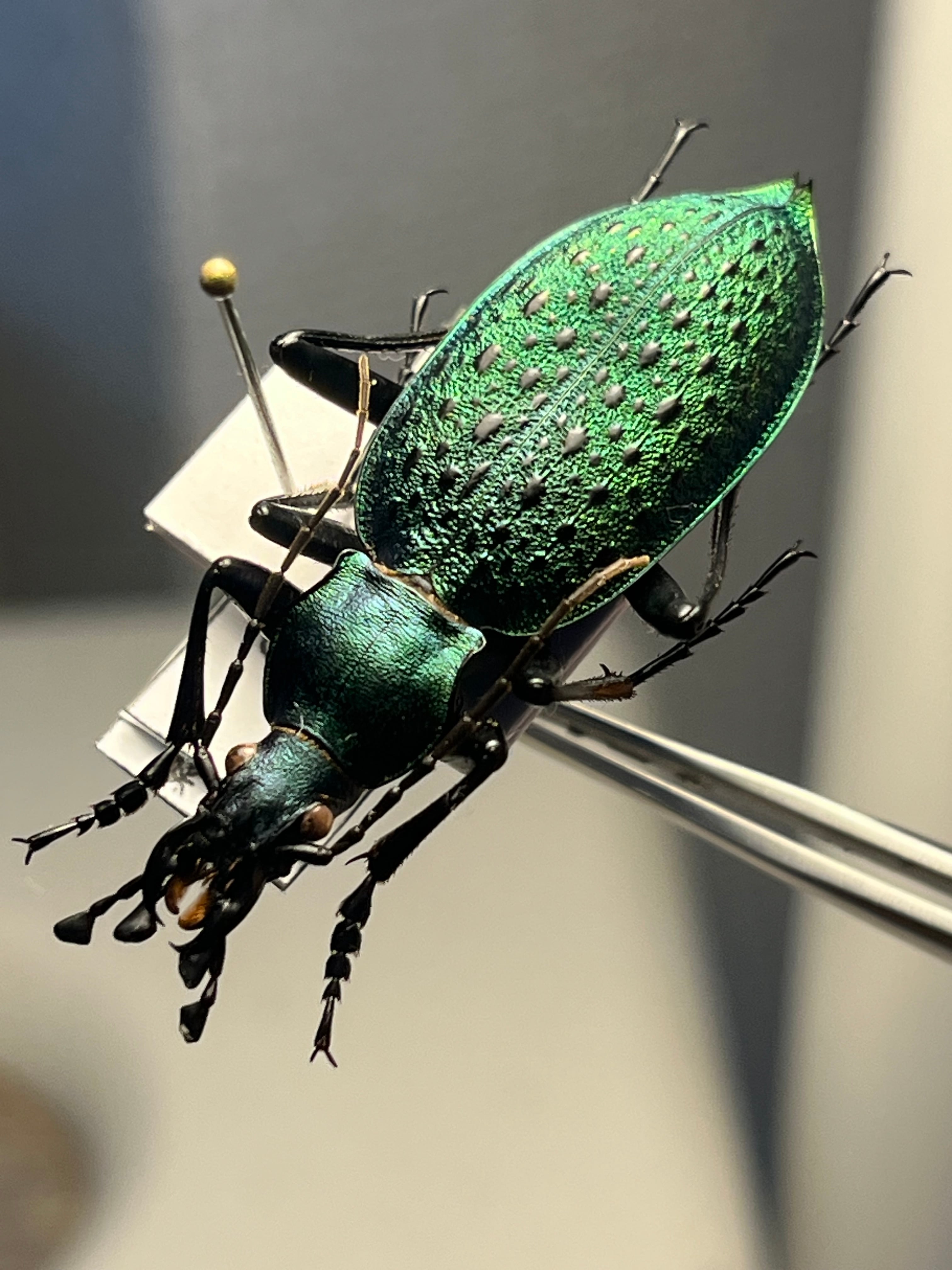 美麗♀】オオエンマハンミョウ Manticora タンザニア産 昆虫標本