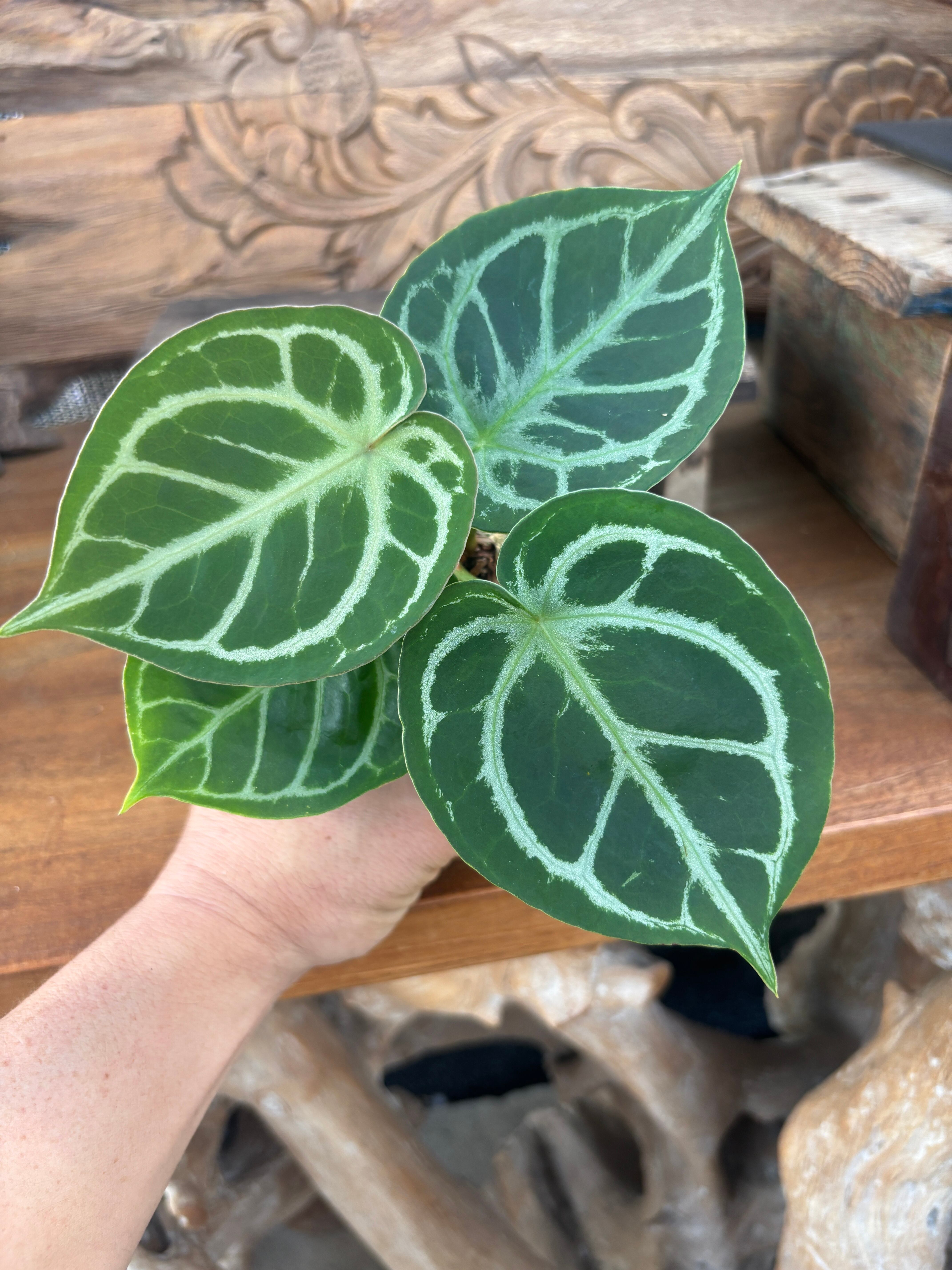 中国美術 竹根 刻 蓮花 碗 洗 13cmx9cm 文房四宝(K-LC561)