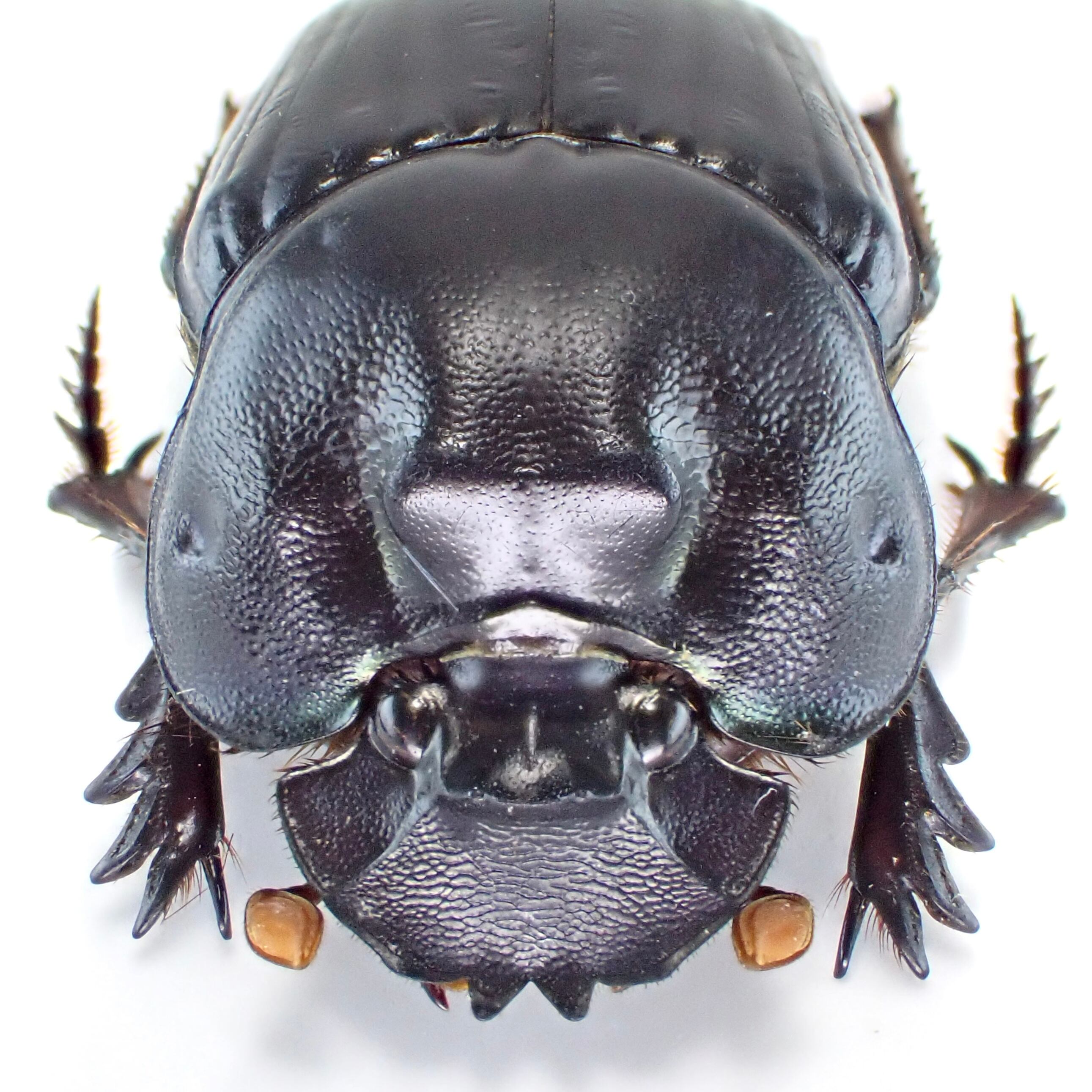 標本 Coprophanaeus bonariensis 33mm 32mm ブラジル産 Coprophanaeus