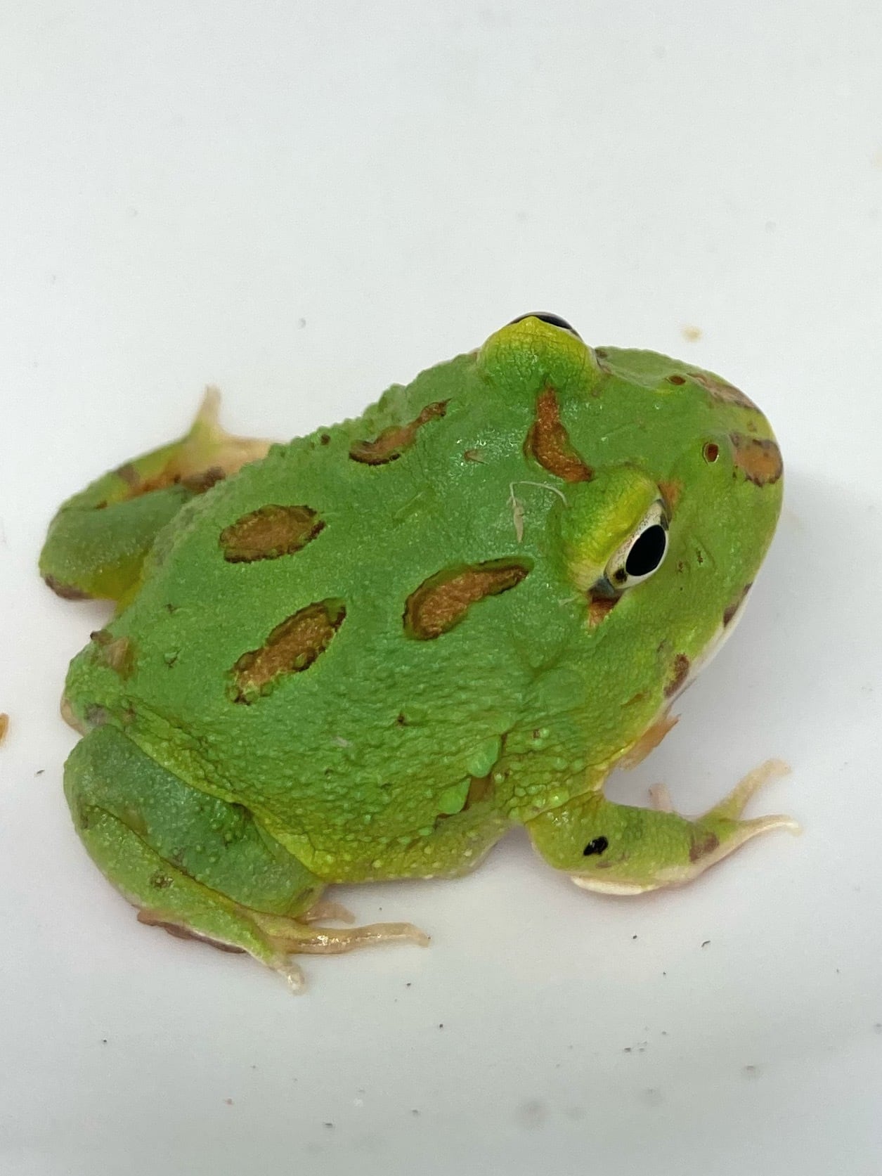 クランウェルツノガエル マスカット① 1匹 | まるころ商店〜まるくて