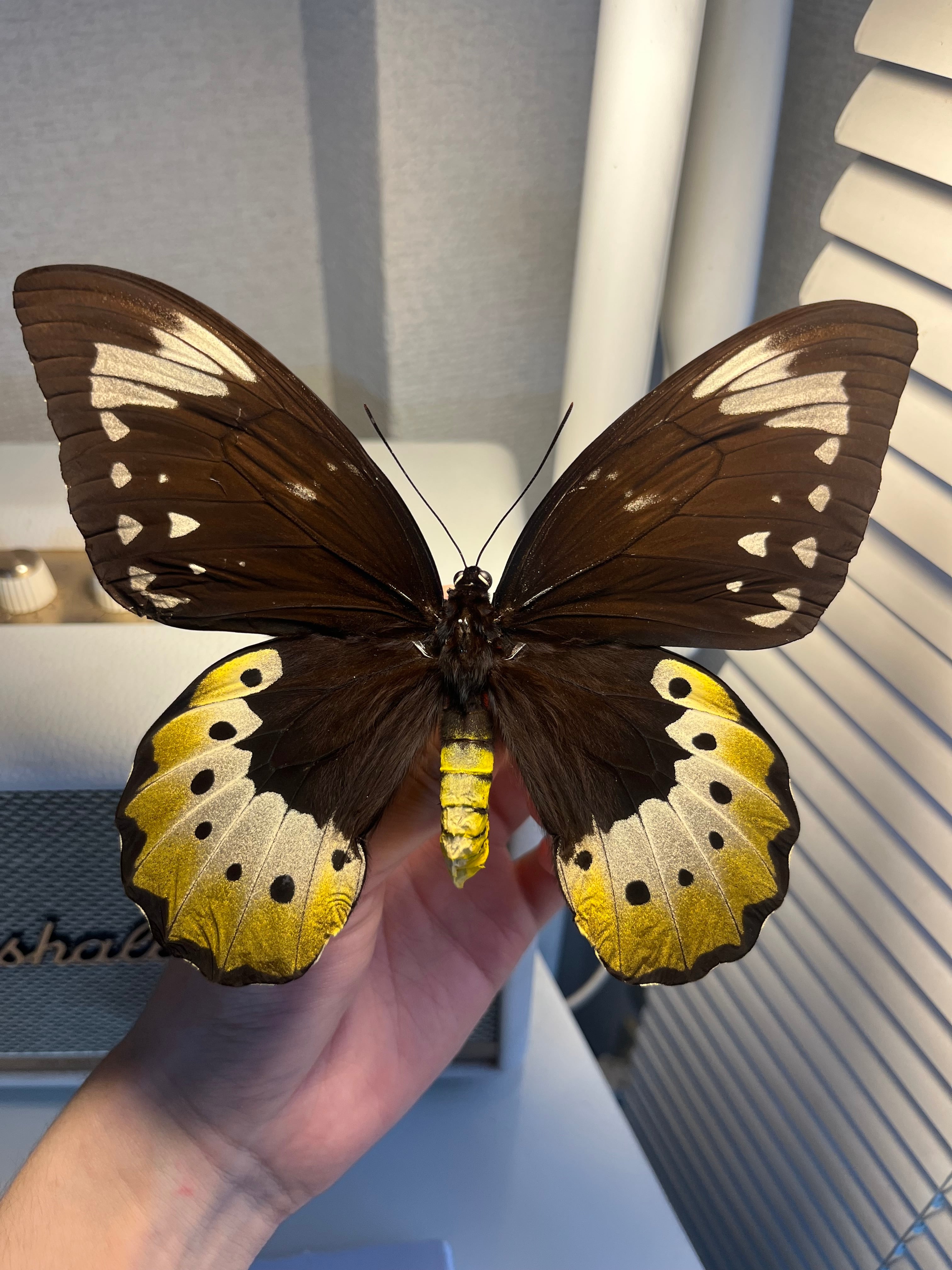 蝶最大級】ゴライアストリバネアゲハ 外国産蝶標本 蝶 標本 メガネ