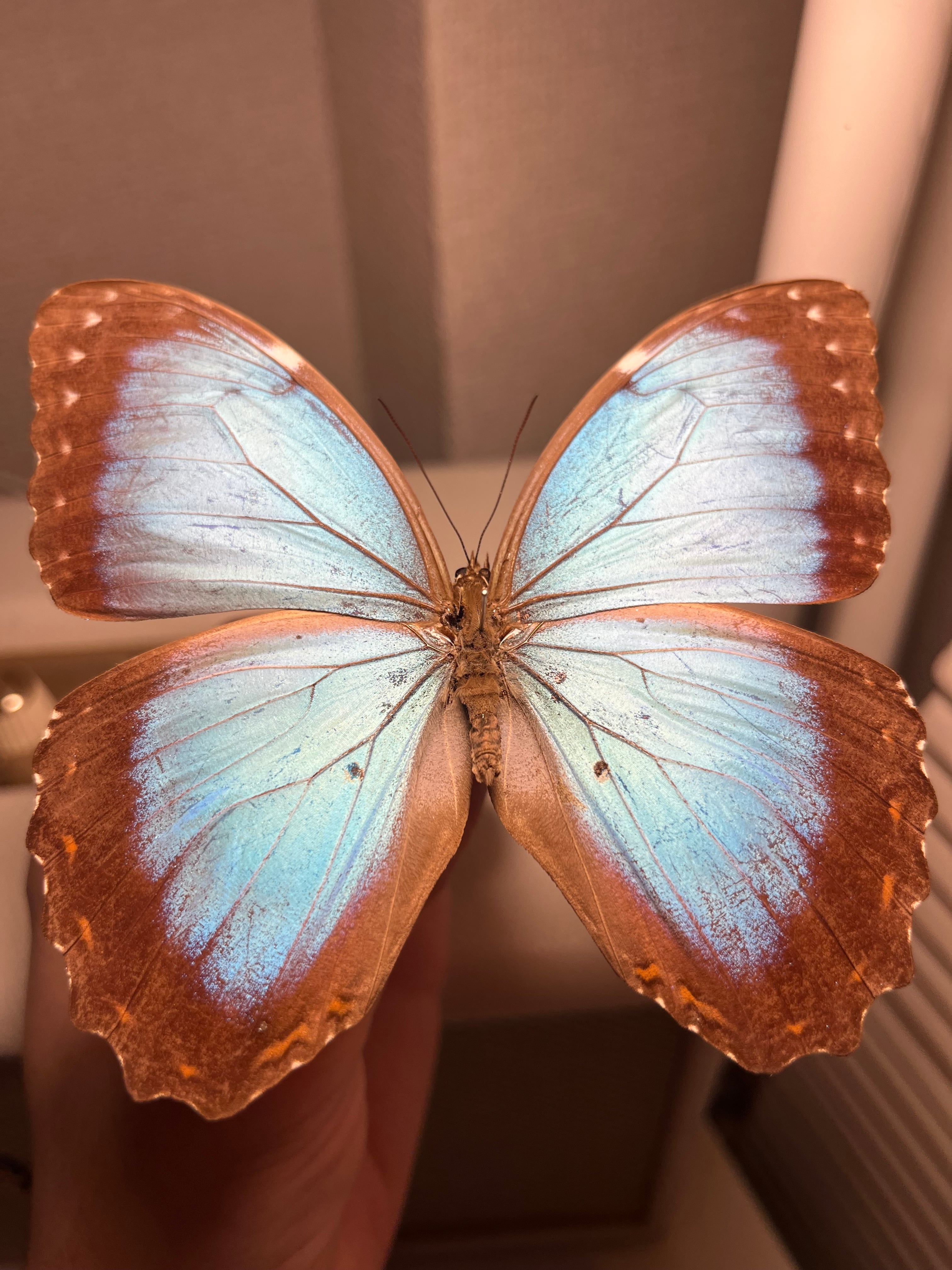 150mm】タイタンオオウスバカミキリ カブトムシクワガタハナムグリ