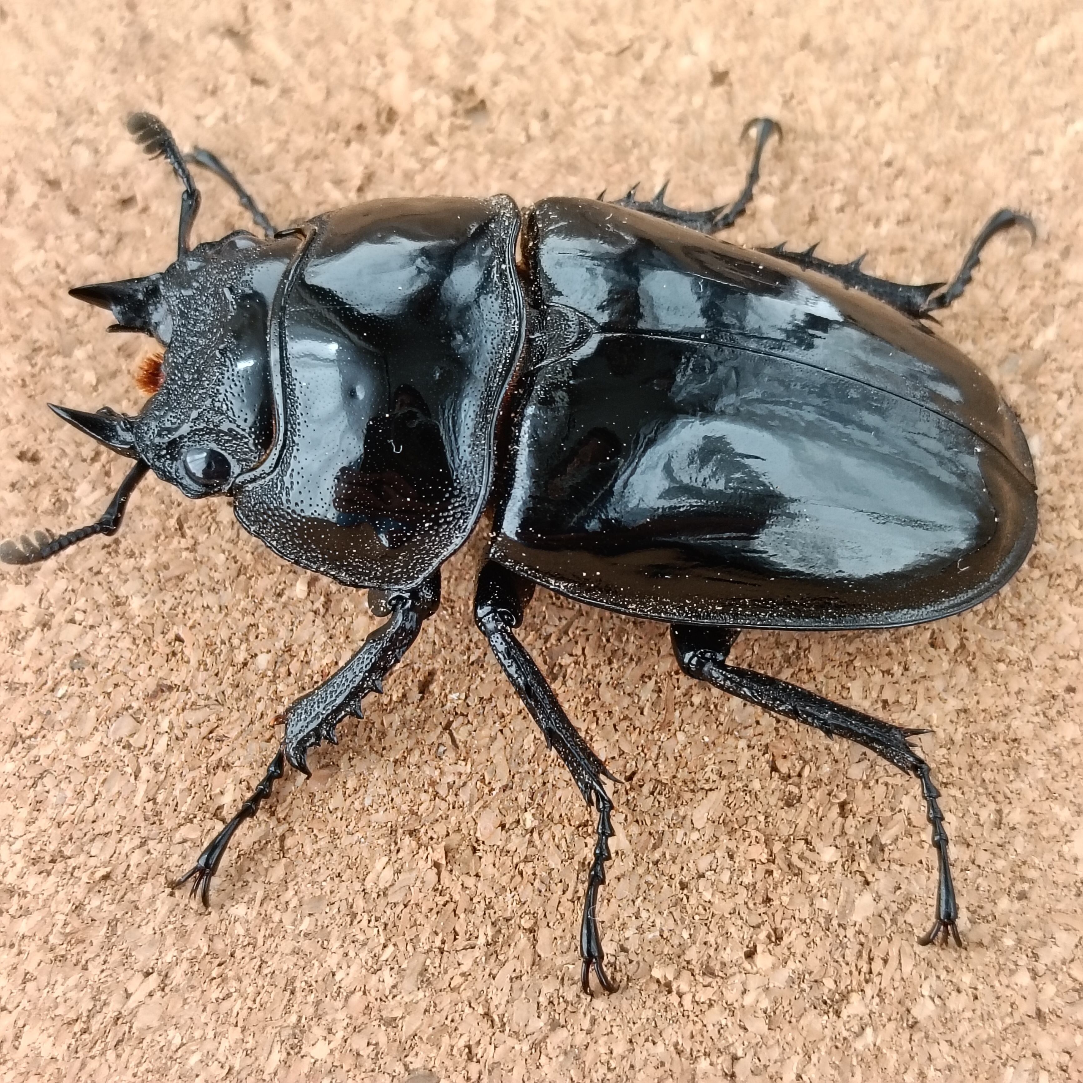 赤い目のタランドゥスツヤクワガタ 赤い目のタランドゥスツヤクワガタ