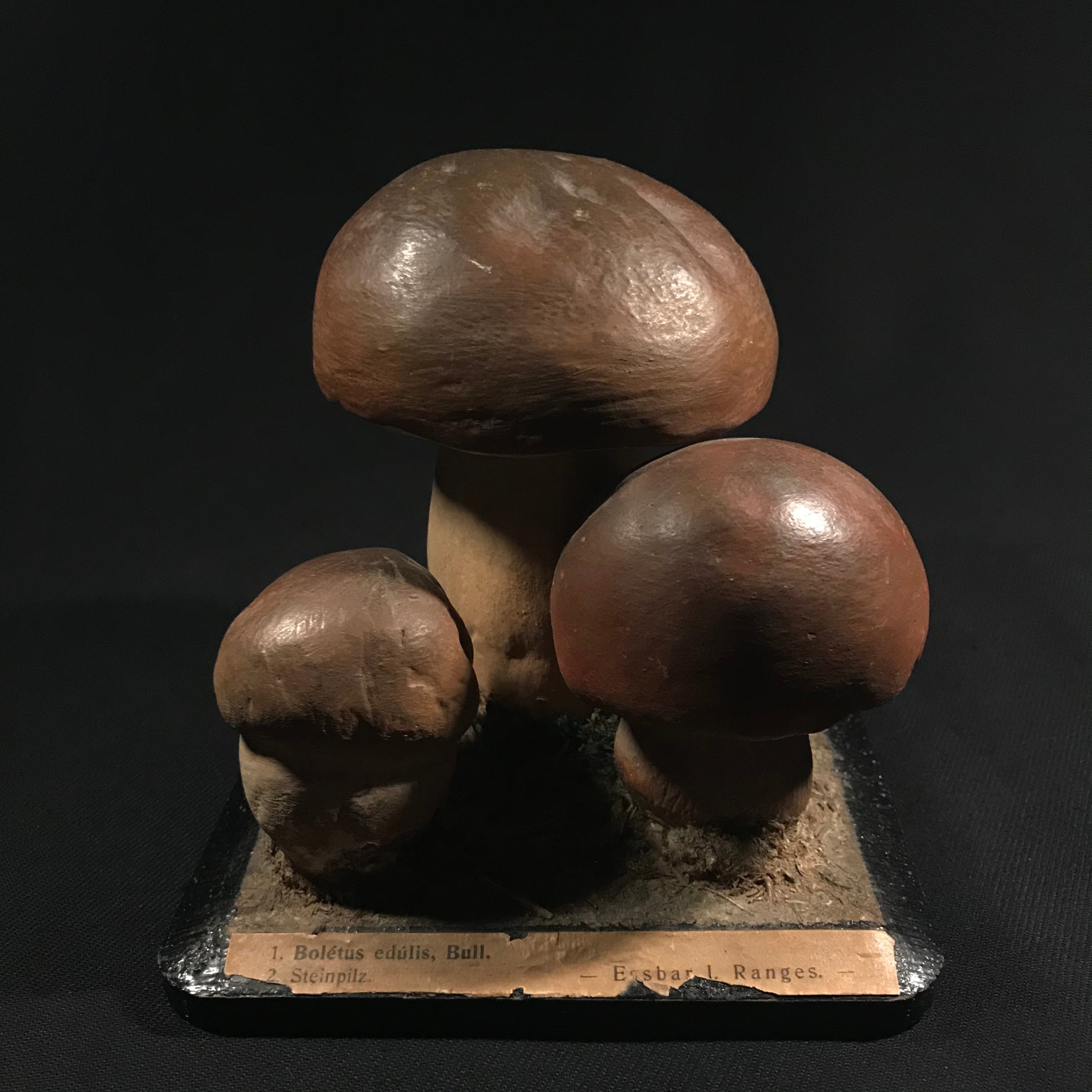 毒キノコ理科アンティーク標本模型モデルビンテージ理科アンティーク