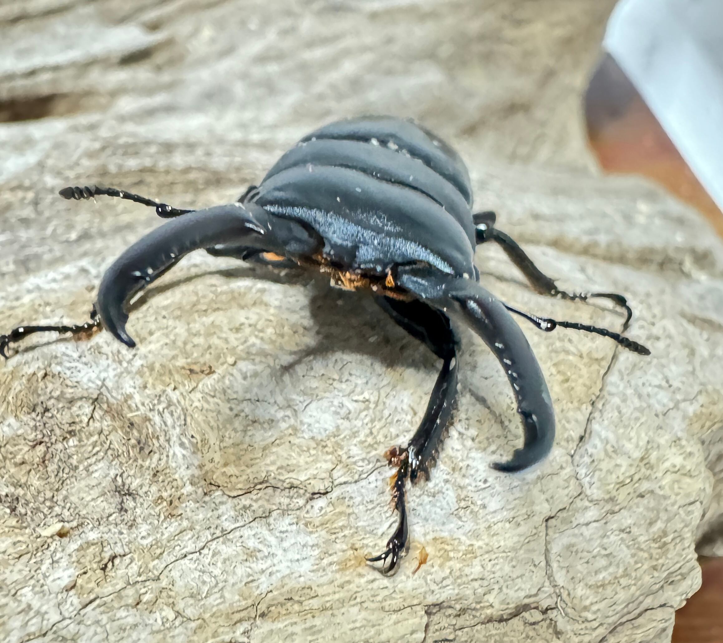 外国産クワガタ標本】チョウセンヒラタクワガタ♂/韓国.智異山産/77.8mm