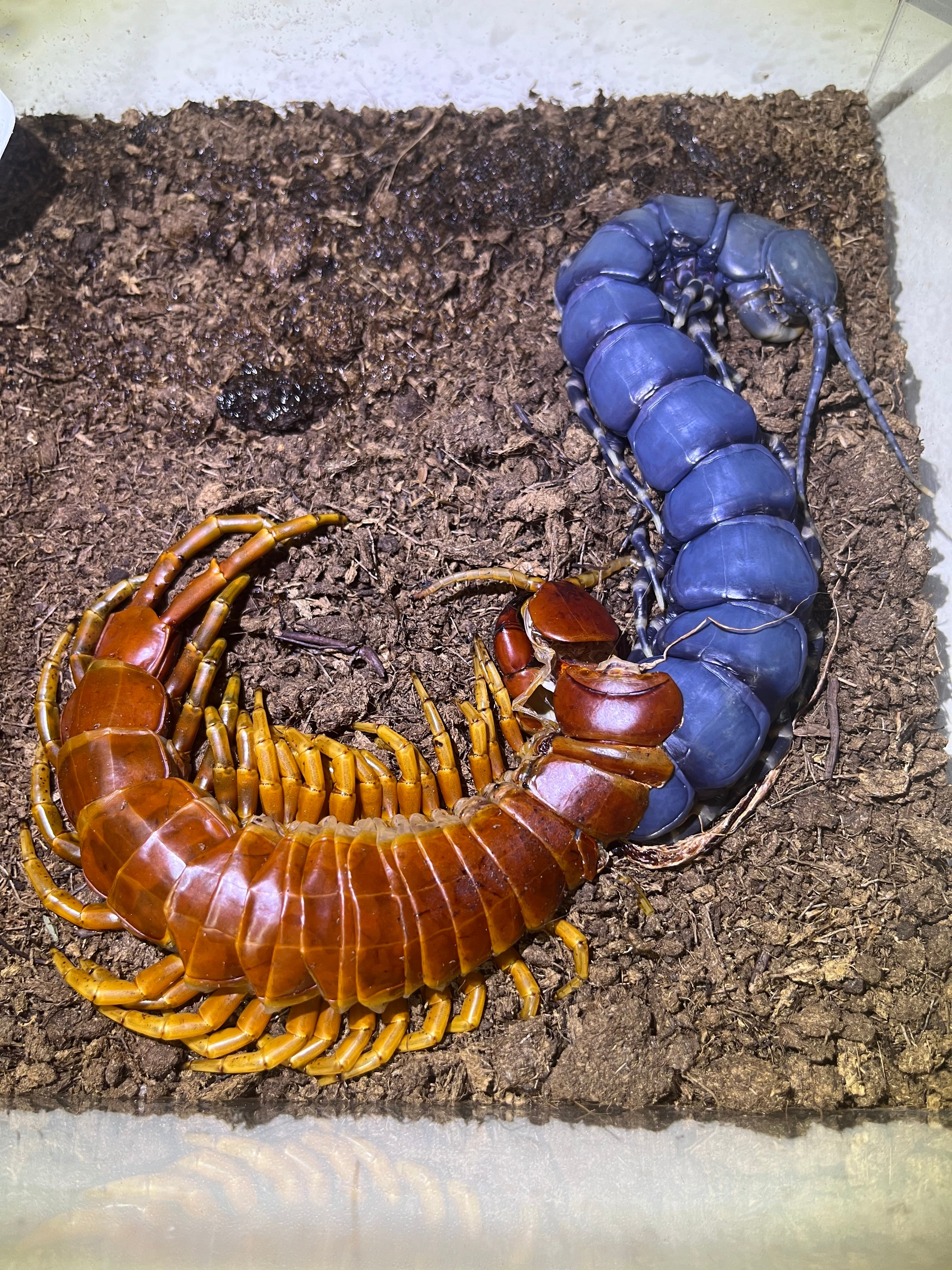 百足最高峰】ベネズエラブラックジャイアントセンチピード 全長22cm程