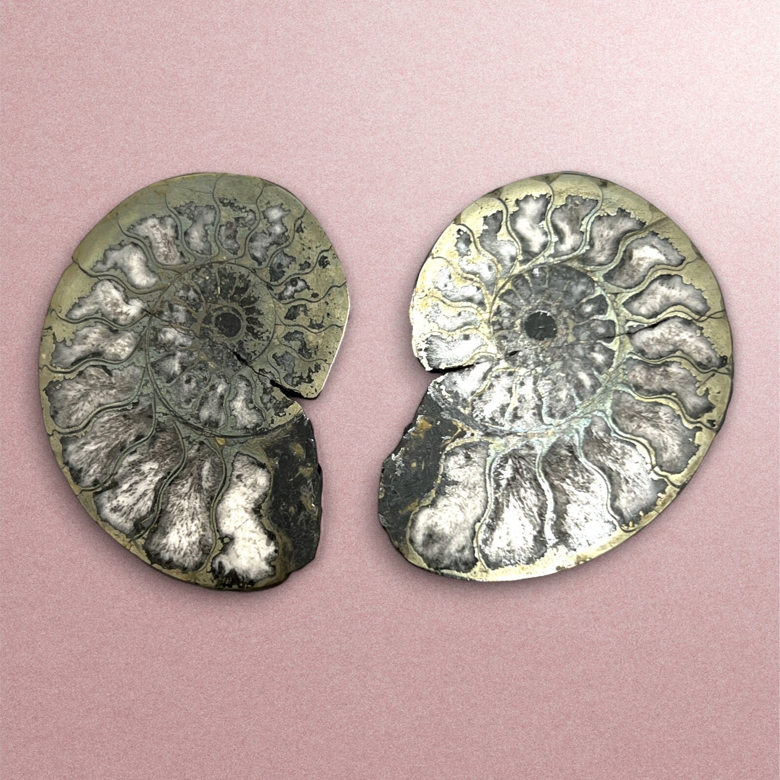 アンモナイト化石 2点セット 化石セット アンモナイト アンモナイト