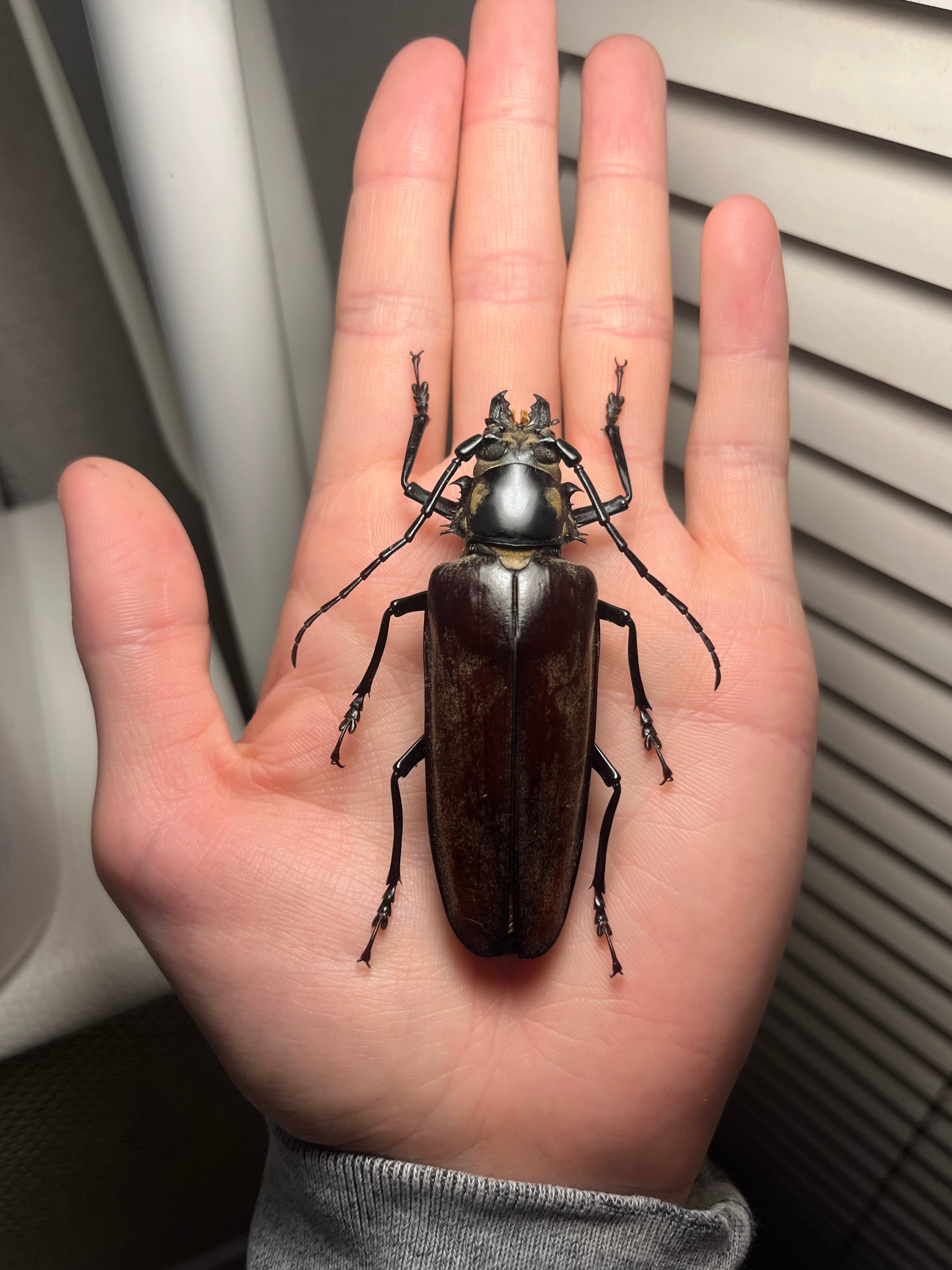 韓国保護種】ウスリーオオキバウスバカミキリ Callipogon ウスリーオオ