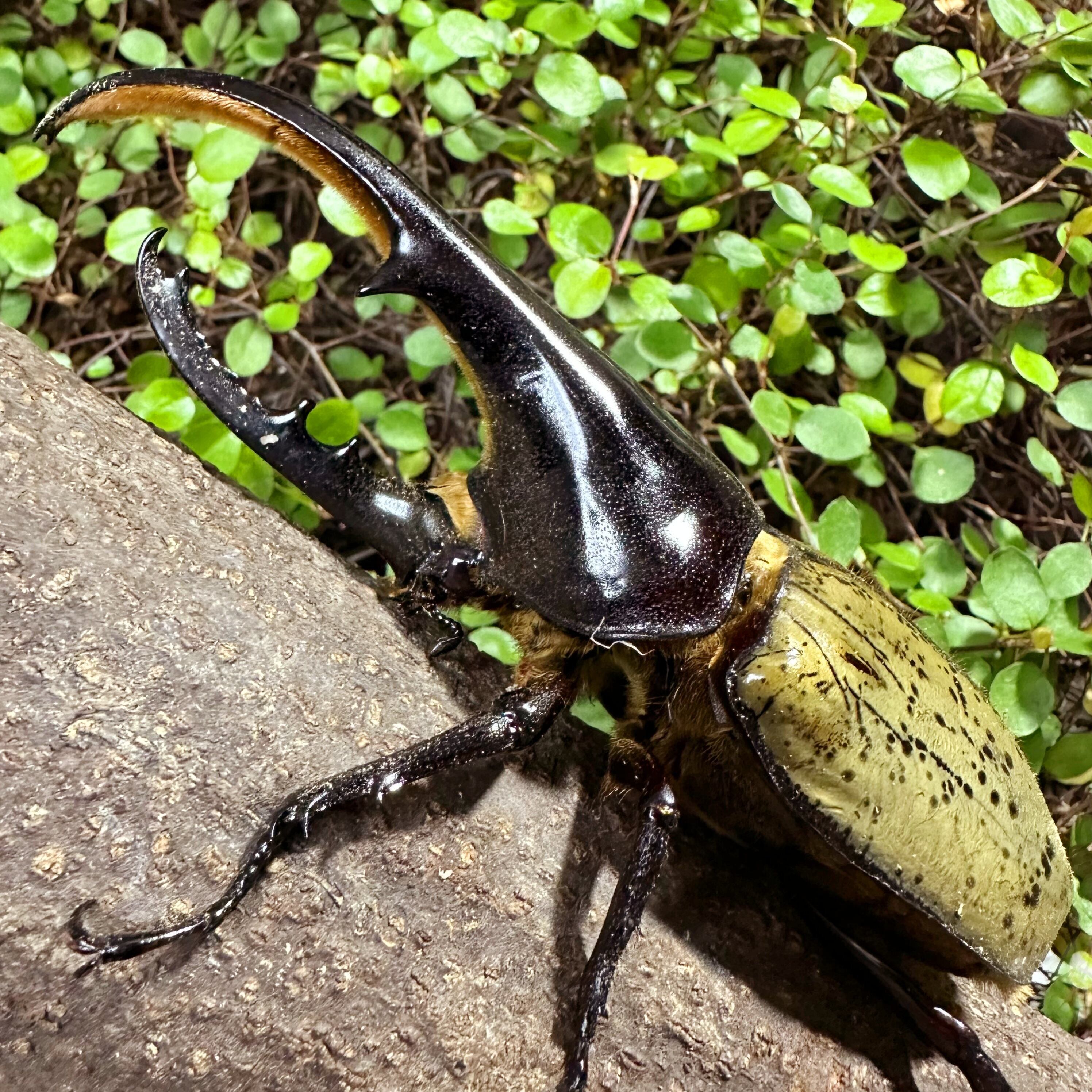 DHH ヘラクレス ヘラクレス 126mmペア ⑨