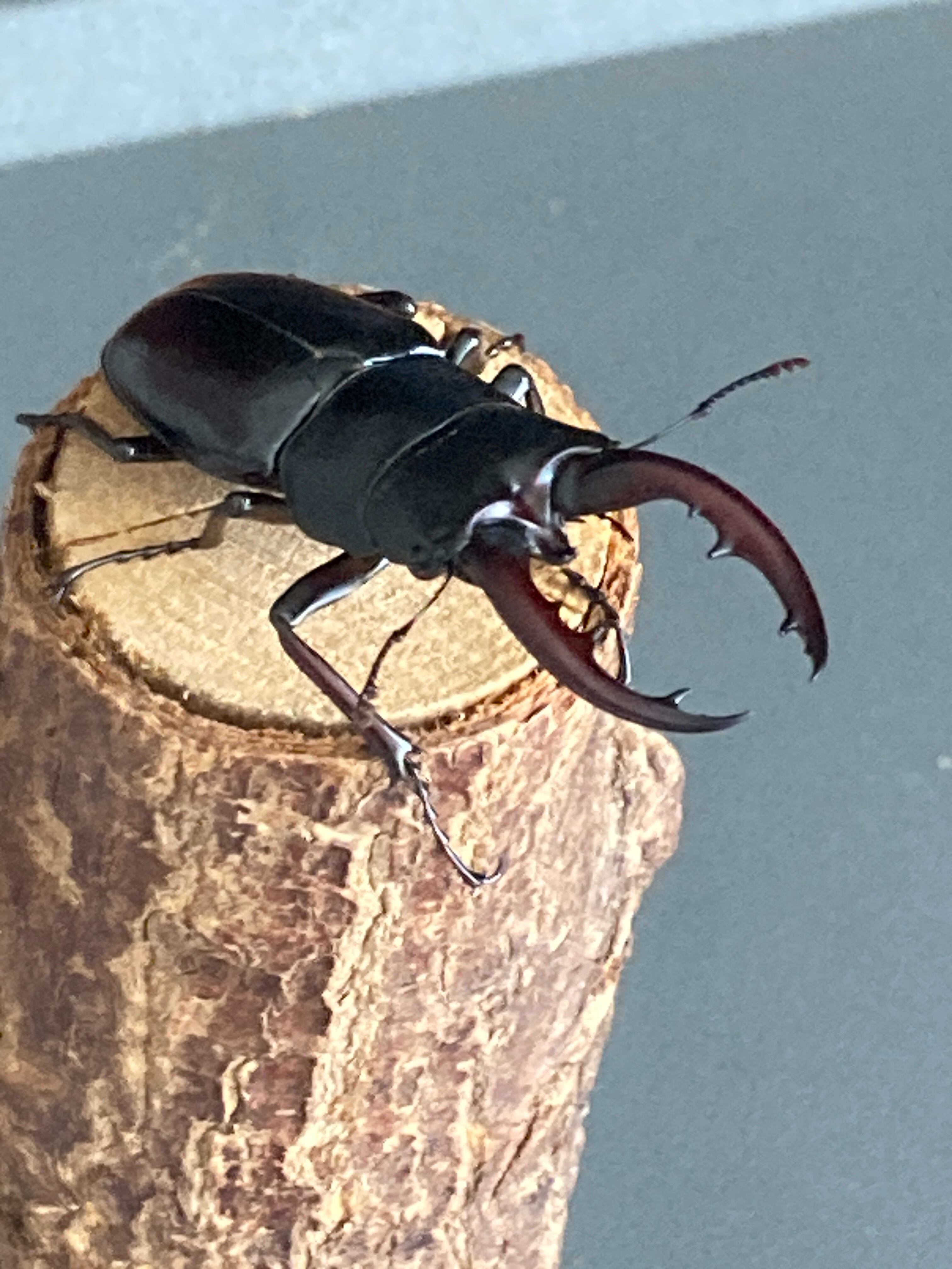 1名様限定！【諏訪之島/♂単品×4匹】トカラノコギリクワガタ | トカラ屋